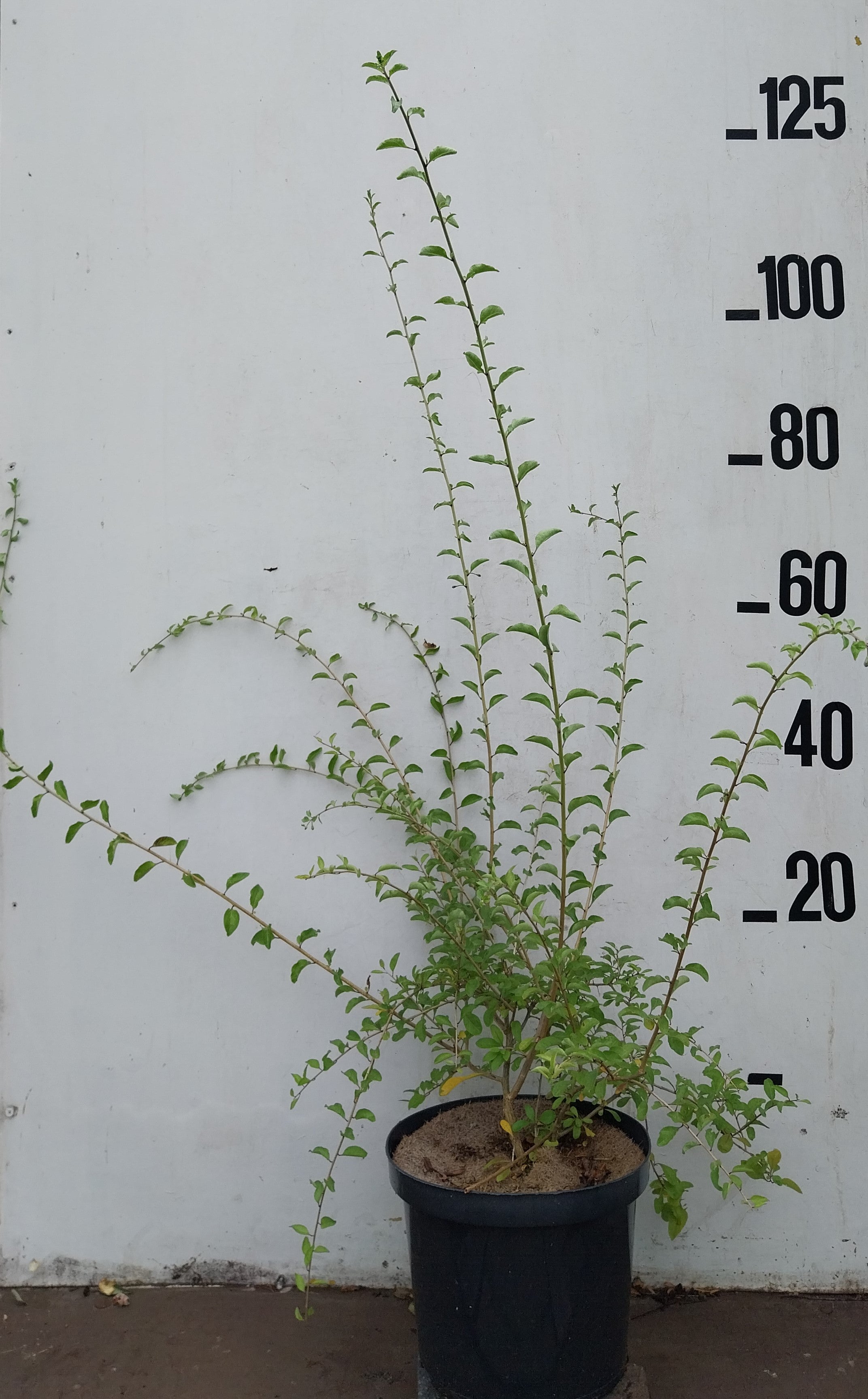 Gojibes in pot- Lycium barbarum