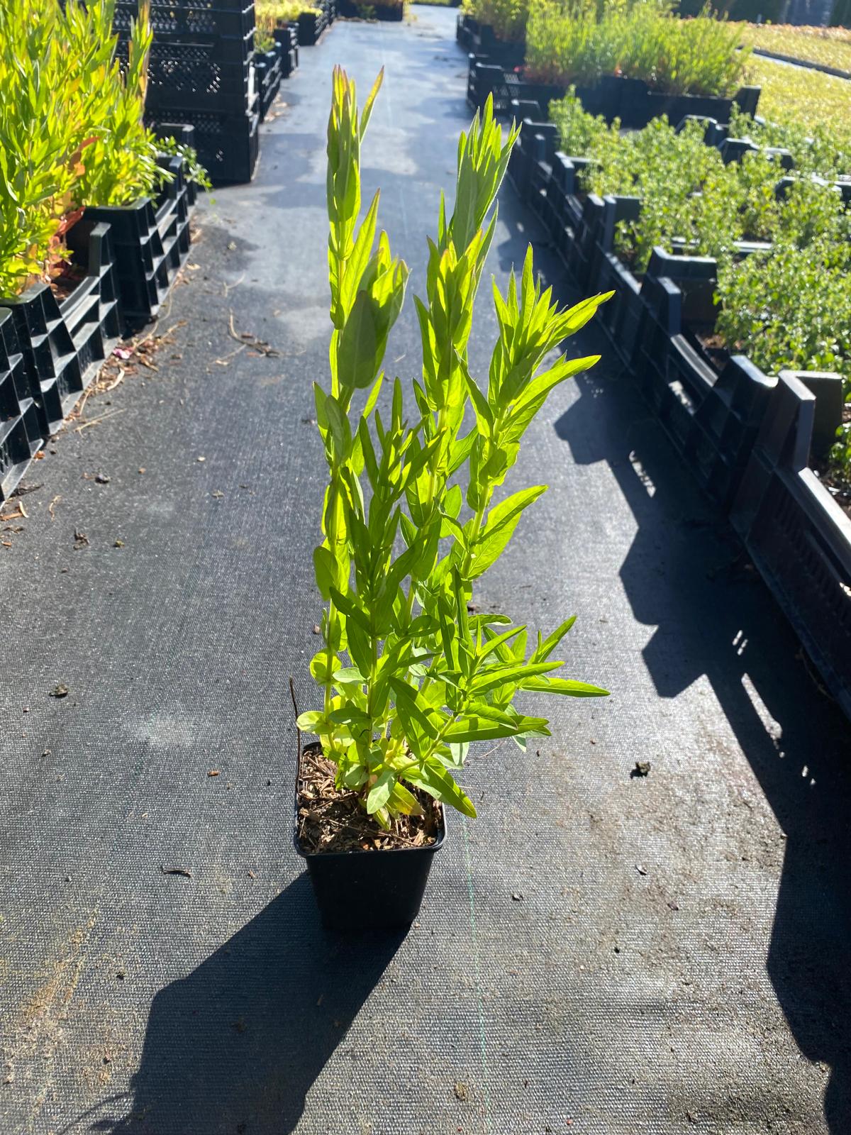 Kattestaart- Lythrum salicaria