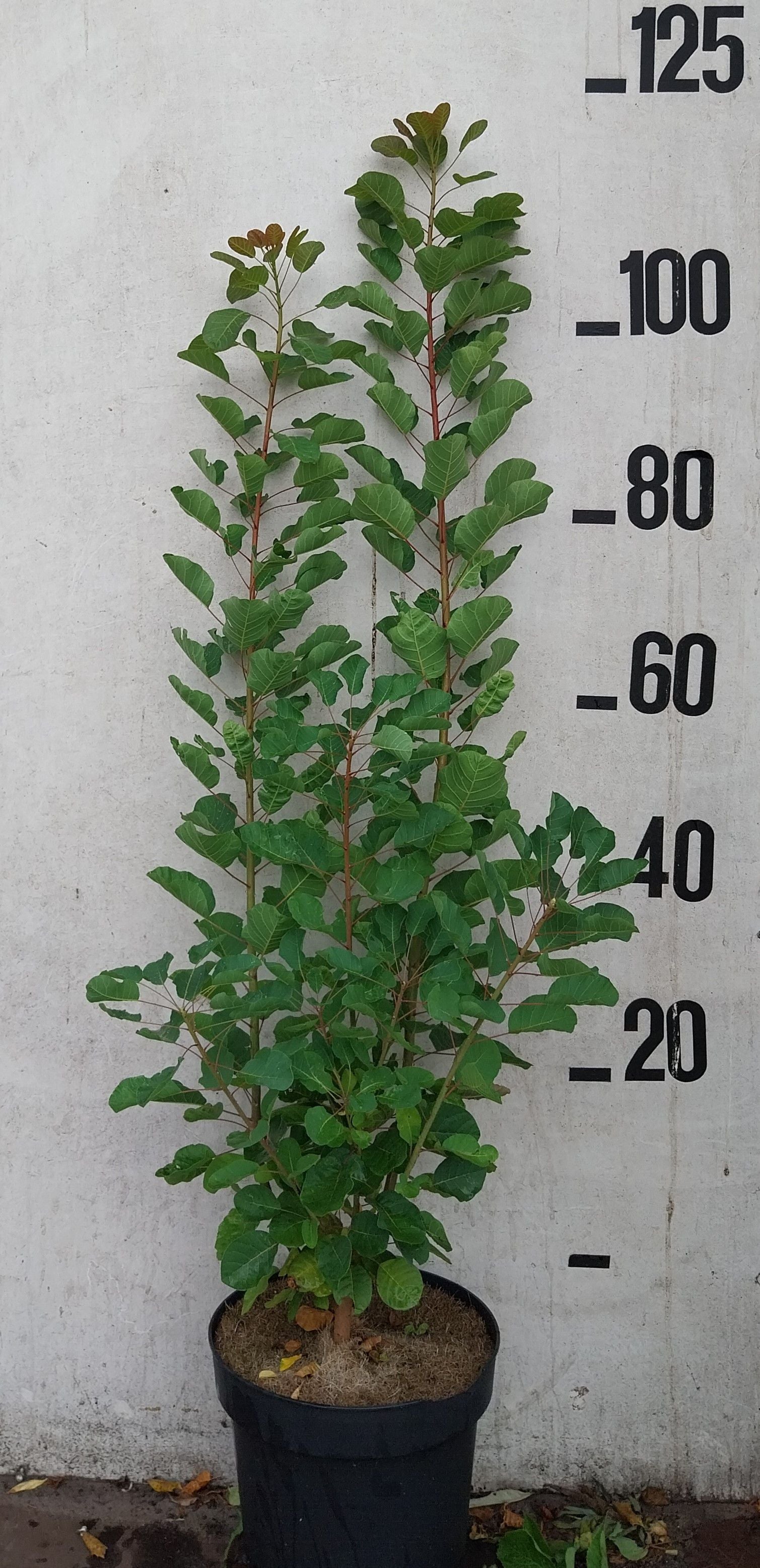 Pruikenboom-Cotinus coggygria