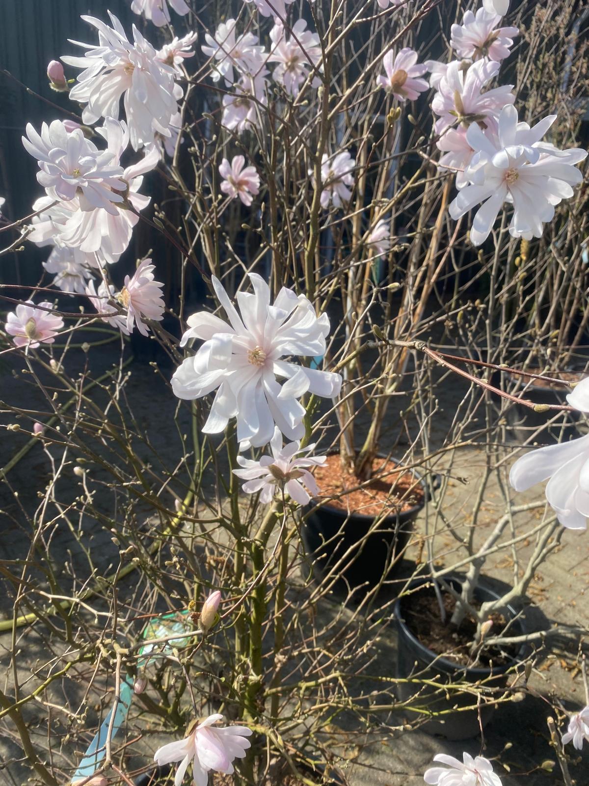 Stermagnolia in pot- Magnolia 'Stellata'
