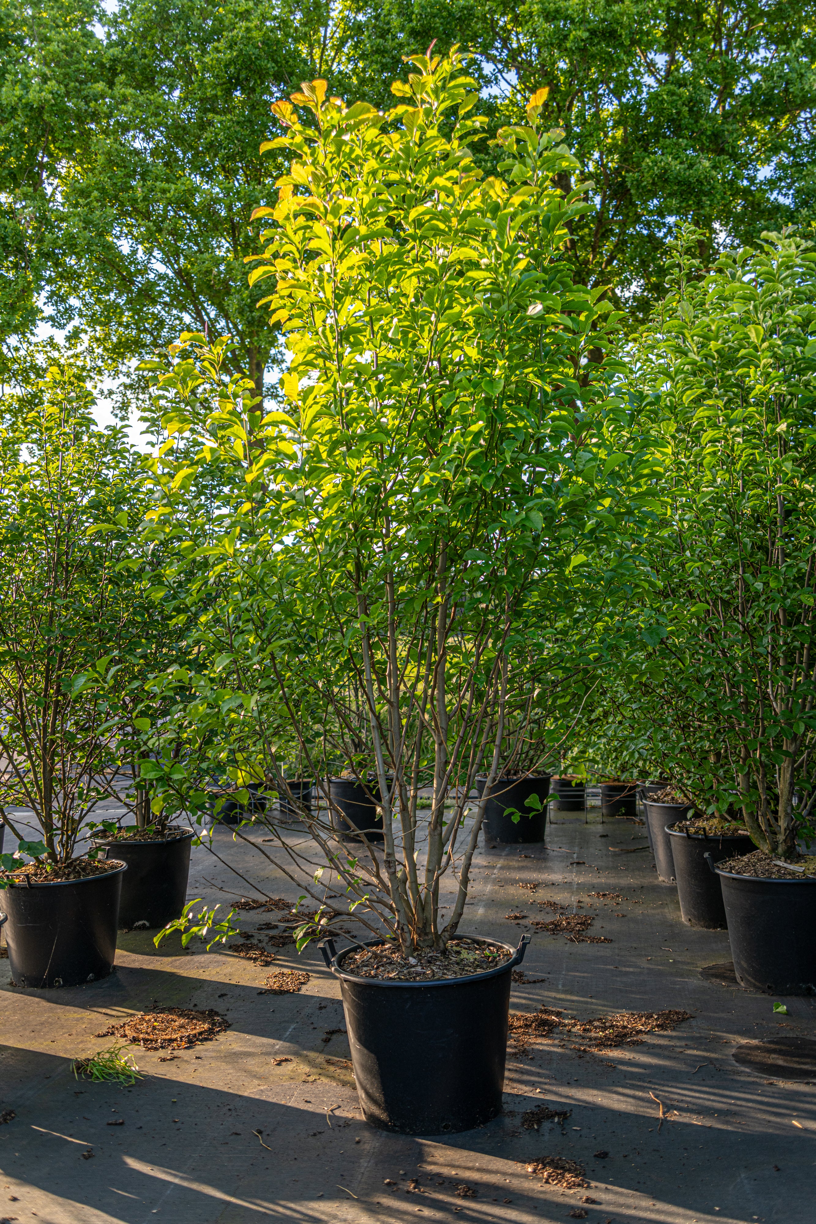 Beverboom in pot- Magnolia 'Galaxy'