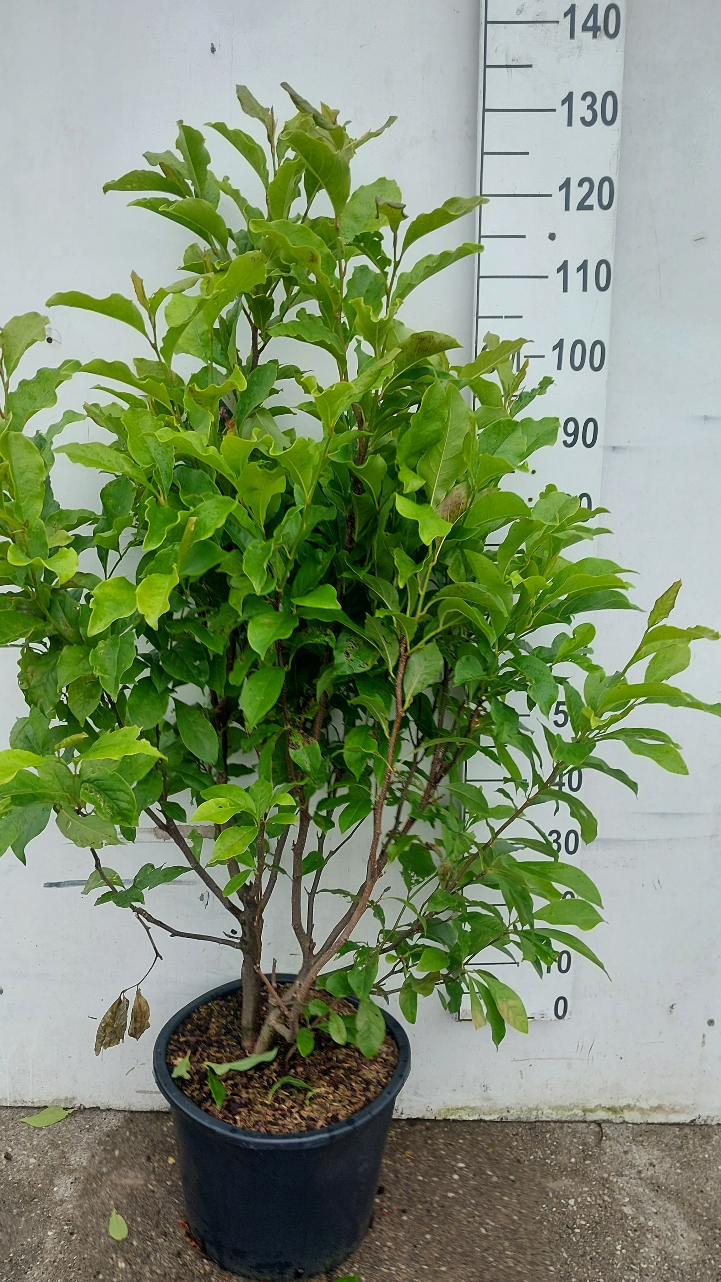 Beverboom in pot- Magnolia 'Susan'
