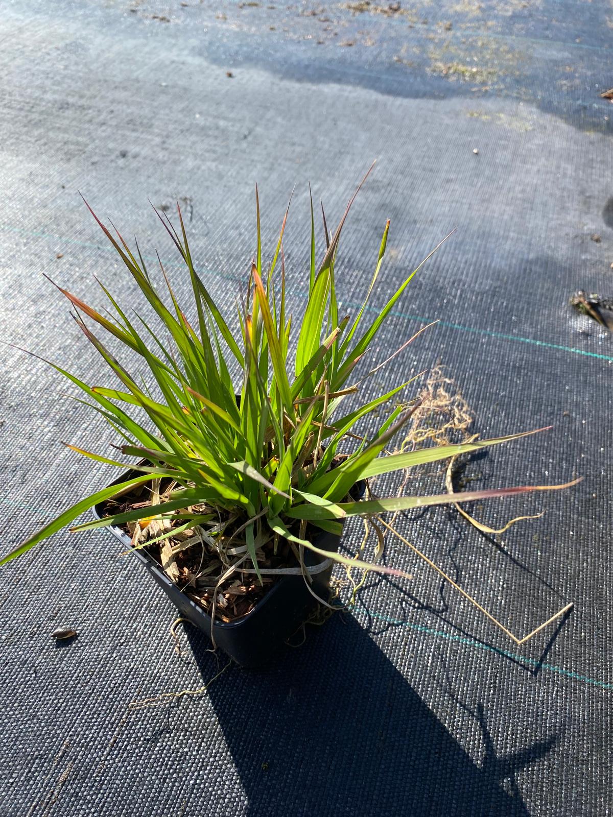 Pijpenstrootje- Molinia caerulea 'Moorhexe'