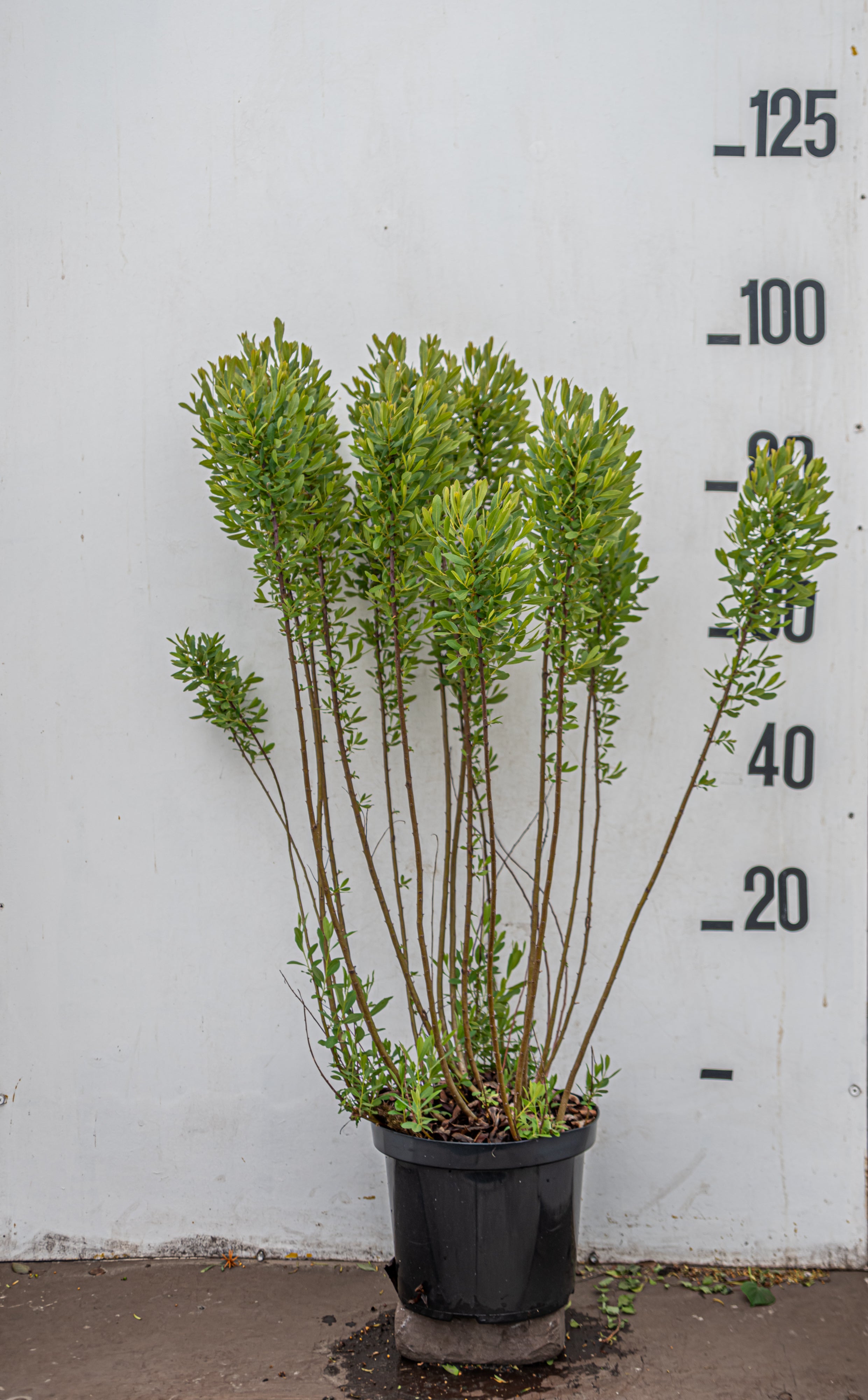 Wilde gagel in pot- Myrica gale