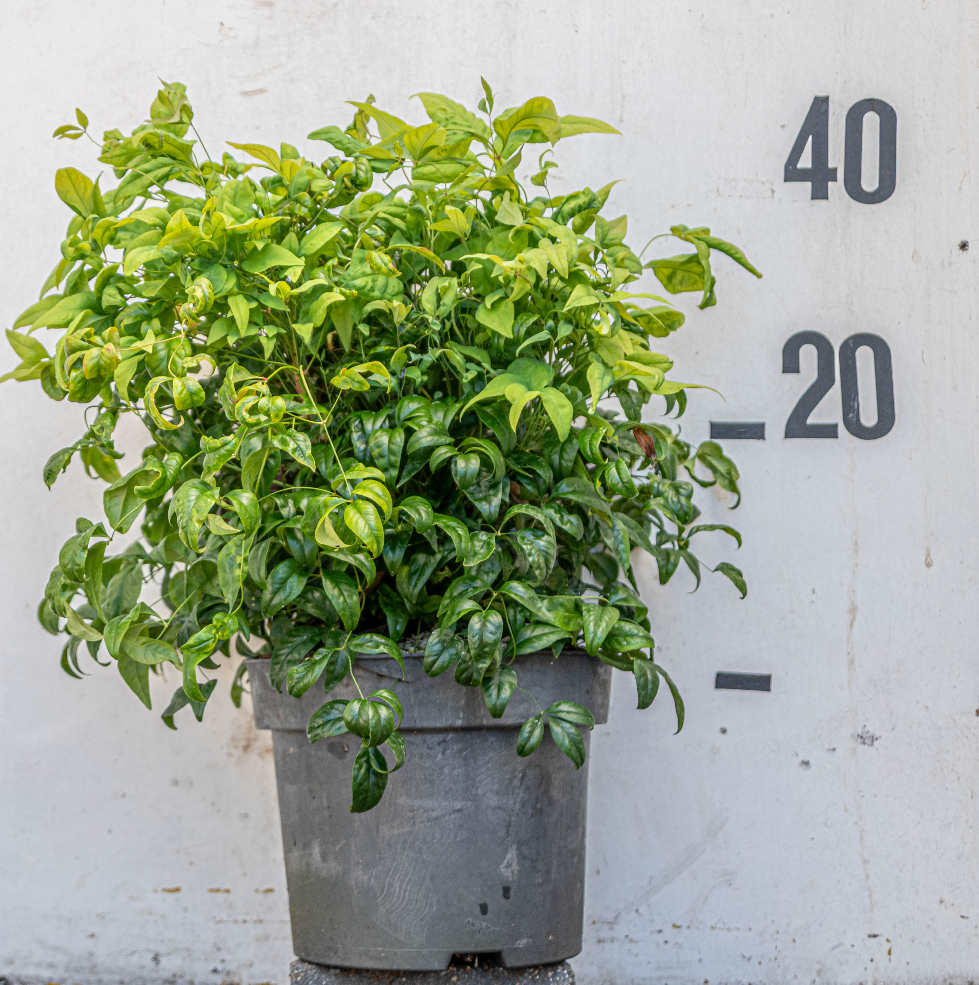 Hemelse bamboe - Nandina domestica 'Firepower'