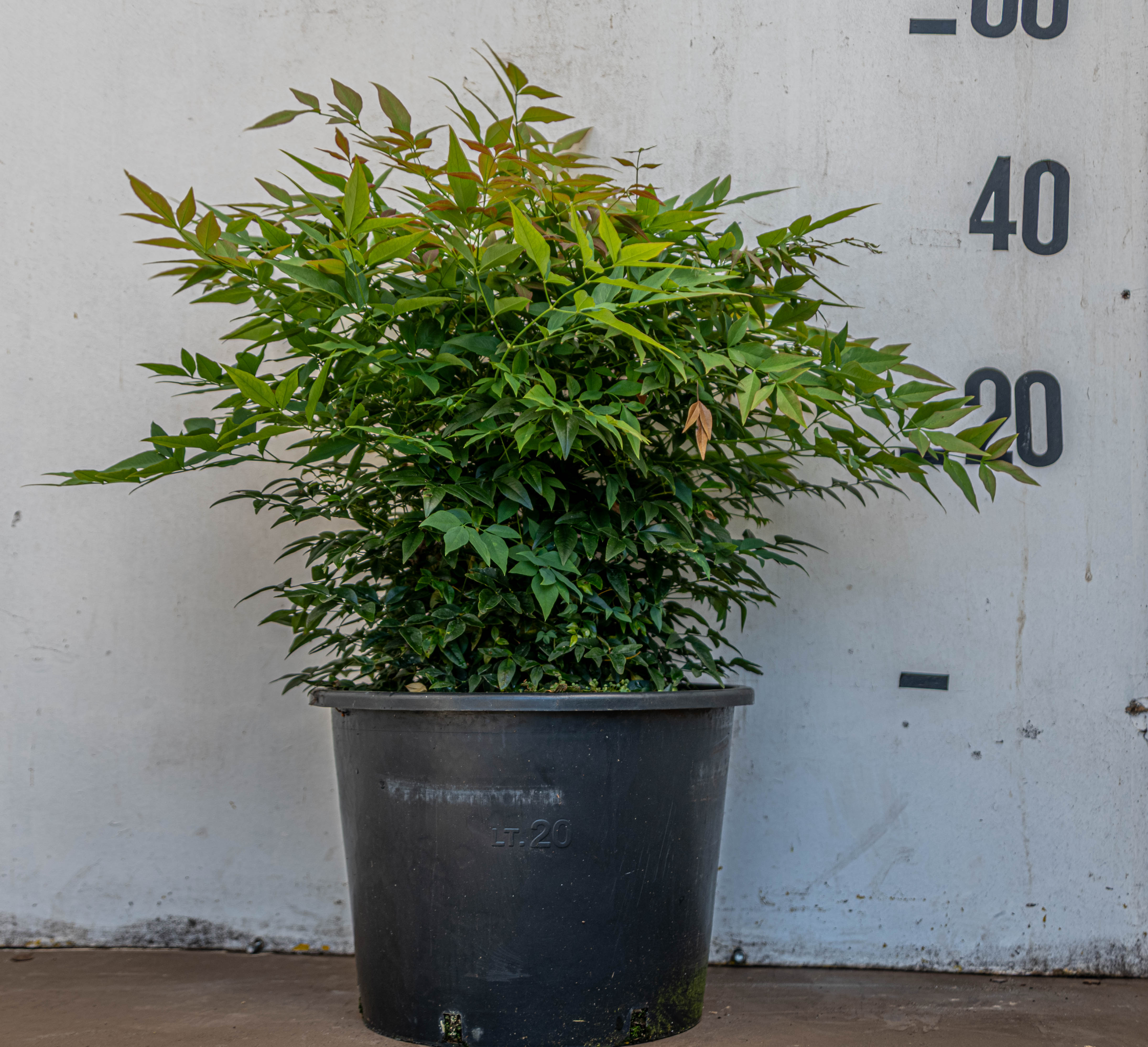 Hemelse bamboe - Nandina domestica 'Gulfstream'