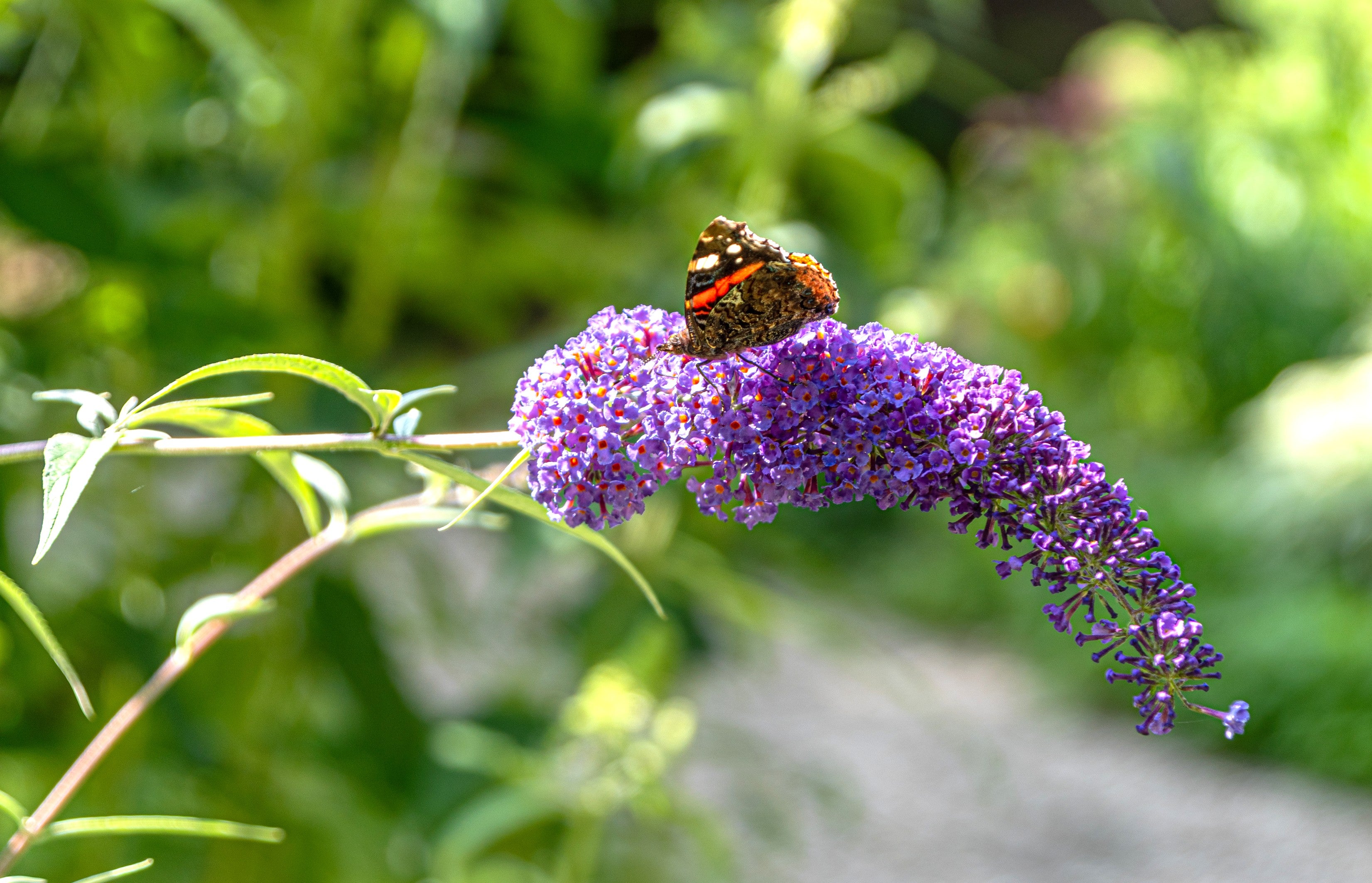 Vlinderstruik- Buddleja davidii 'Nanho Blue'