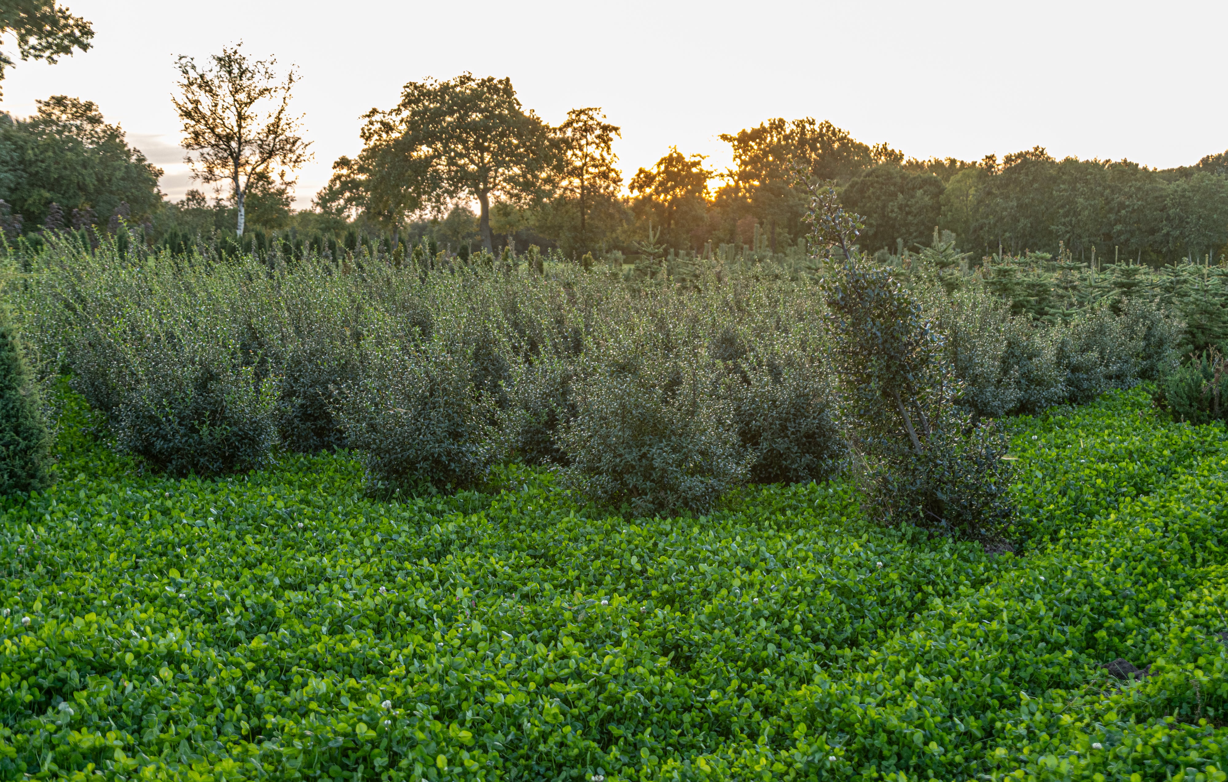Schijnhulst met kluit- Osmanthus x Burkwoodii