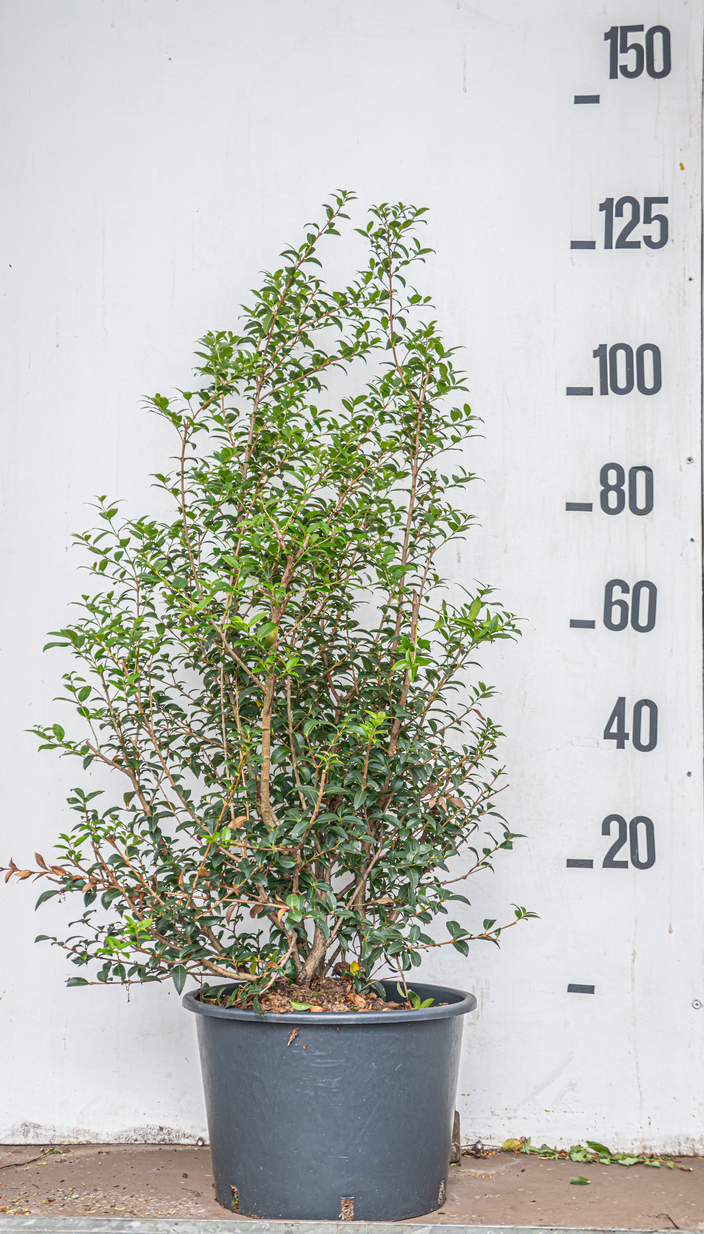 Schijnhulst in pot- Osmanthus x Burkwoodii