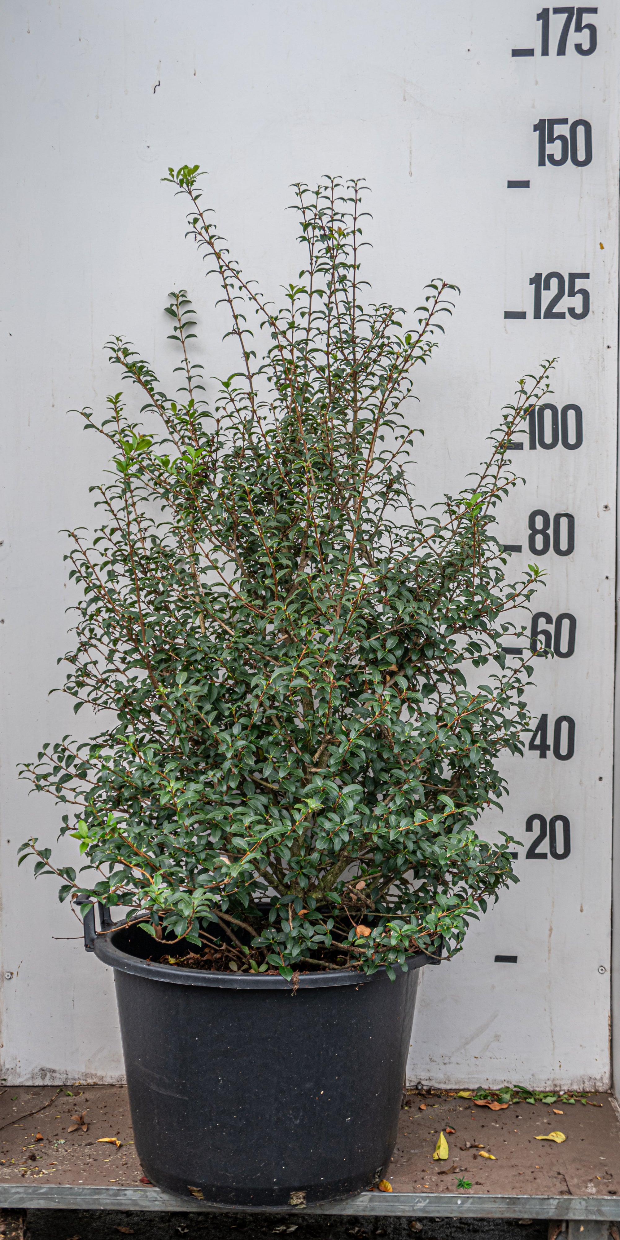 Schijnhulst in pot- Osmanthus x Burkwoodii