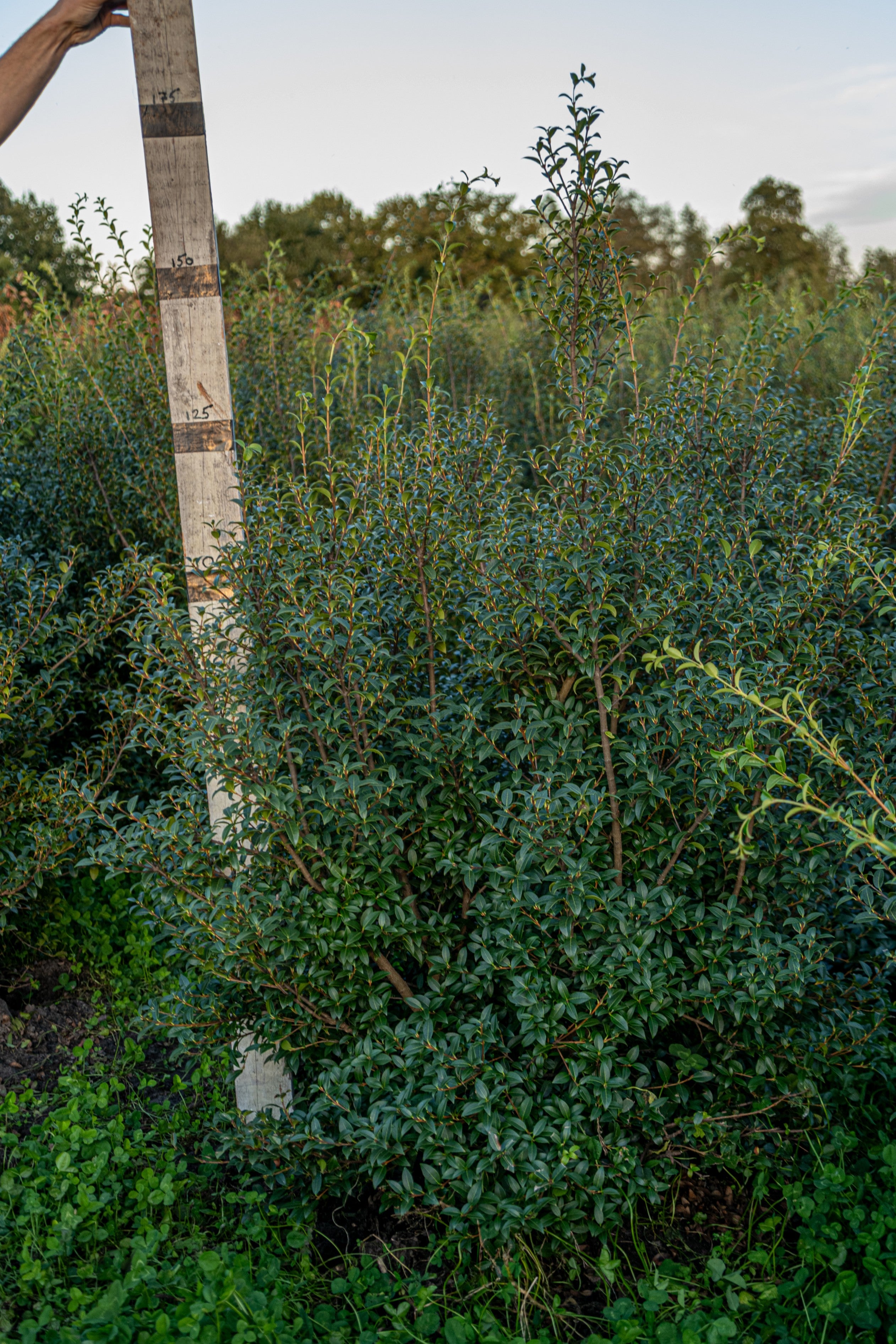 Schijnhulst met kluit- Osmanthus x Burkwoodii