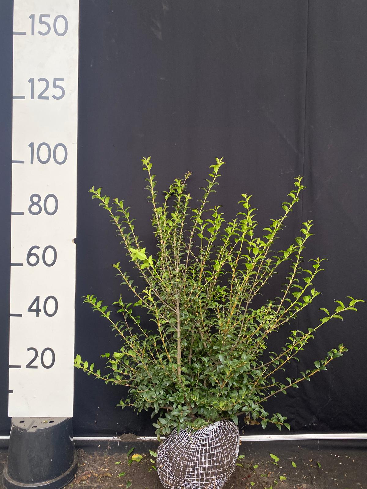 Schijnhulst met kluit- Osmanthus x Burkwoodii