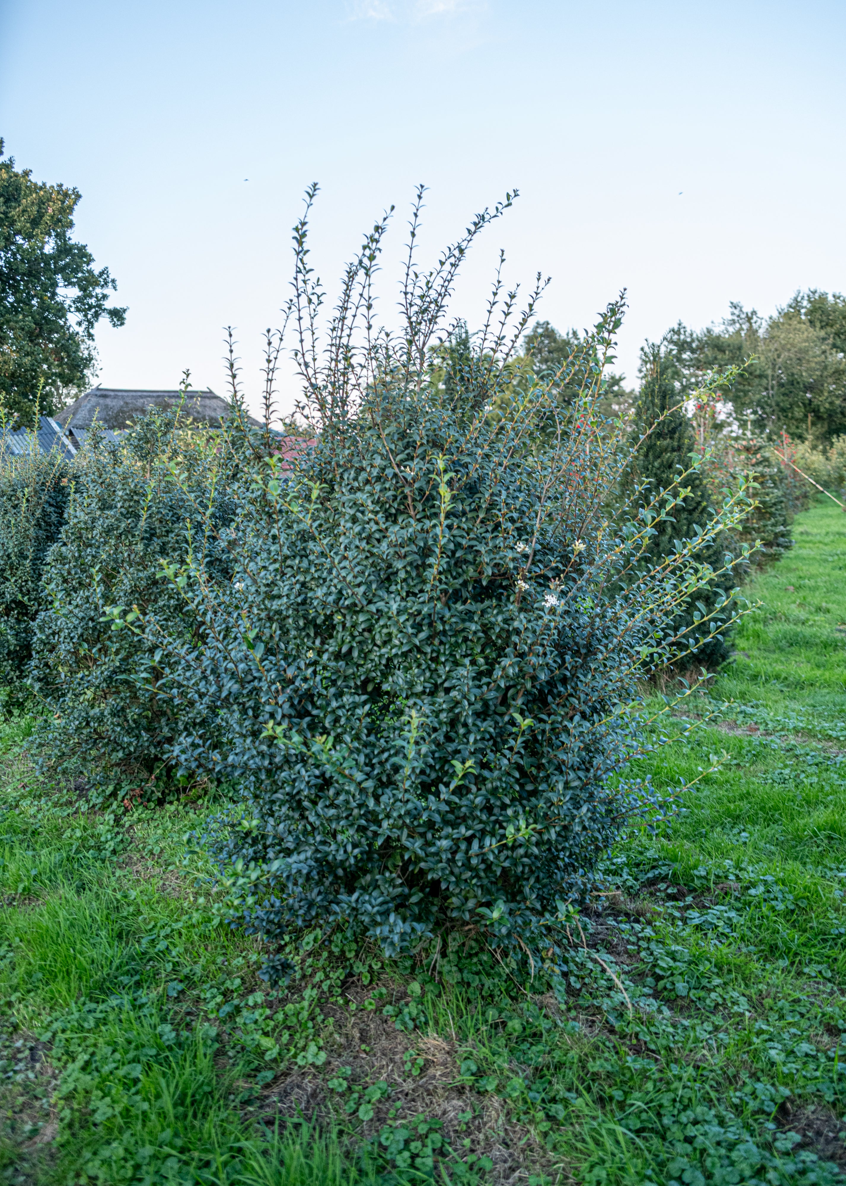 Schijnhulst met kluit- Osmanthus x Burkwoodii