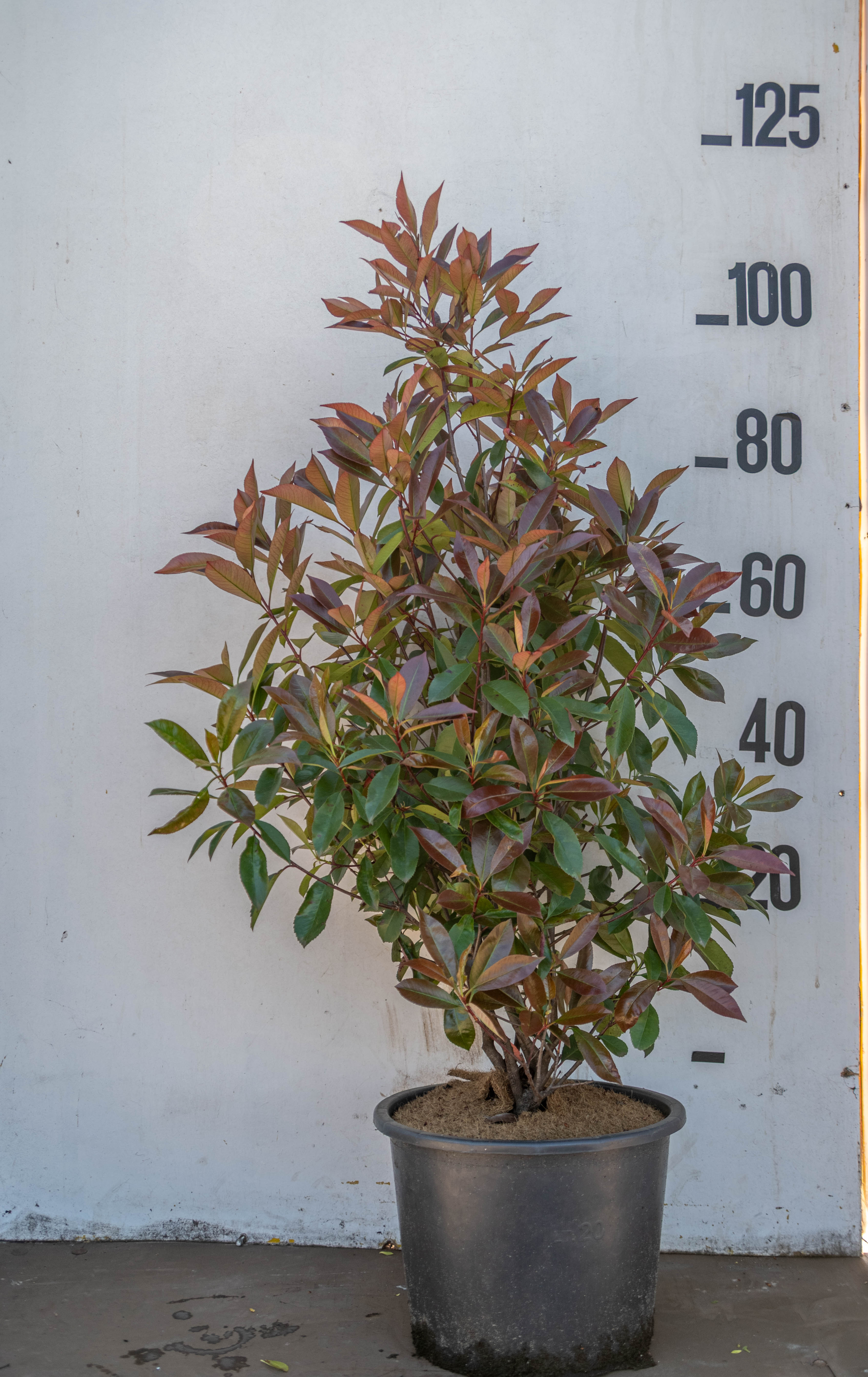 Glansmispel in pot- Photinia fraseri 'Red Robin'