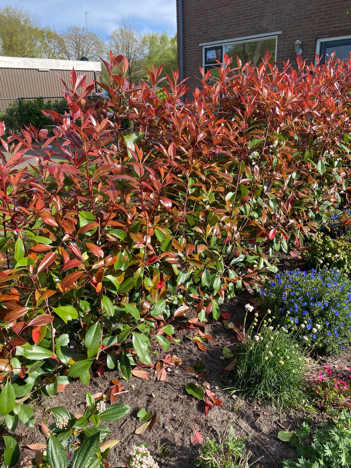 Glansmispel- Photinia fraseri 'Red Robin'