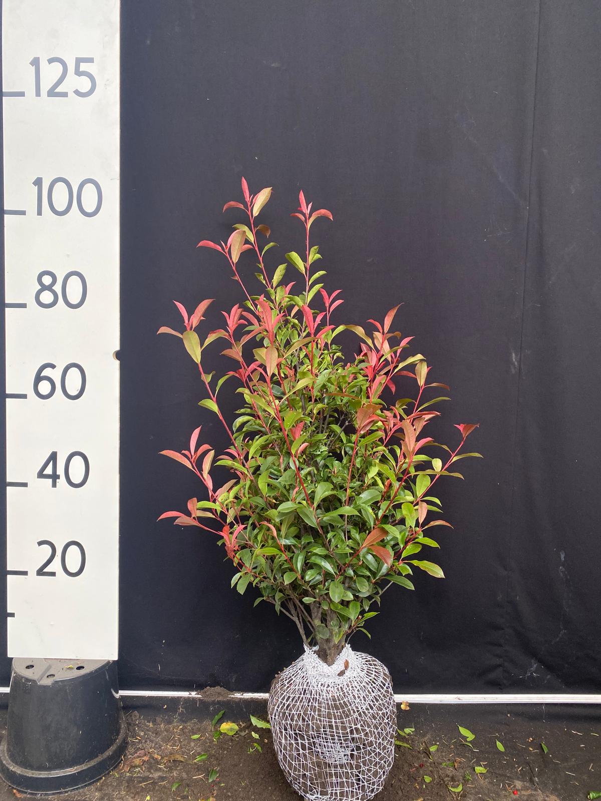 Glansmispel 'Carré Rouge' met kluit - Photinia fraseri 'Carré Rouge