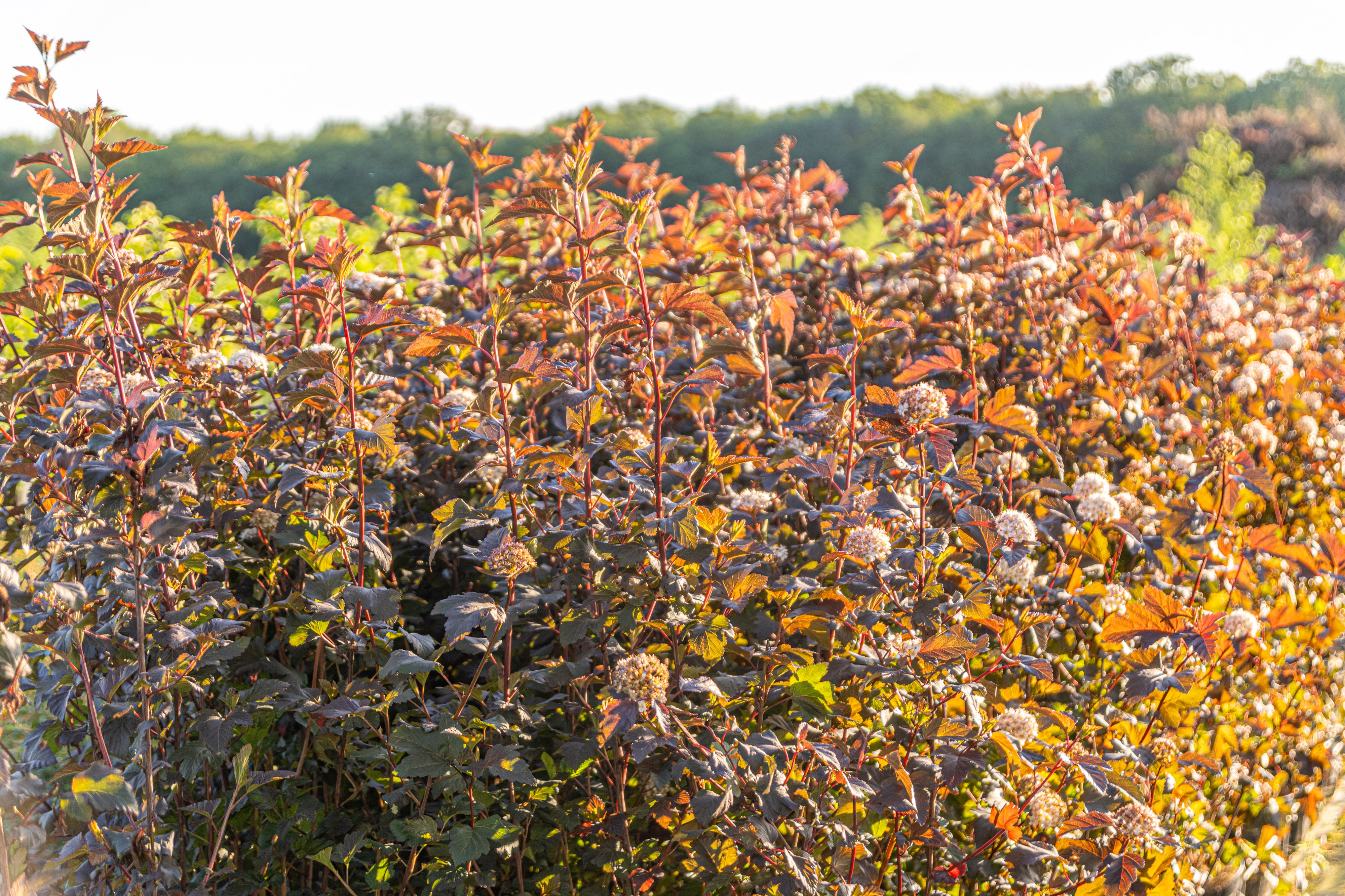 Blaasspirea in pot- Physocarpus opulifolius 'Diabolo'