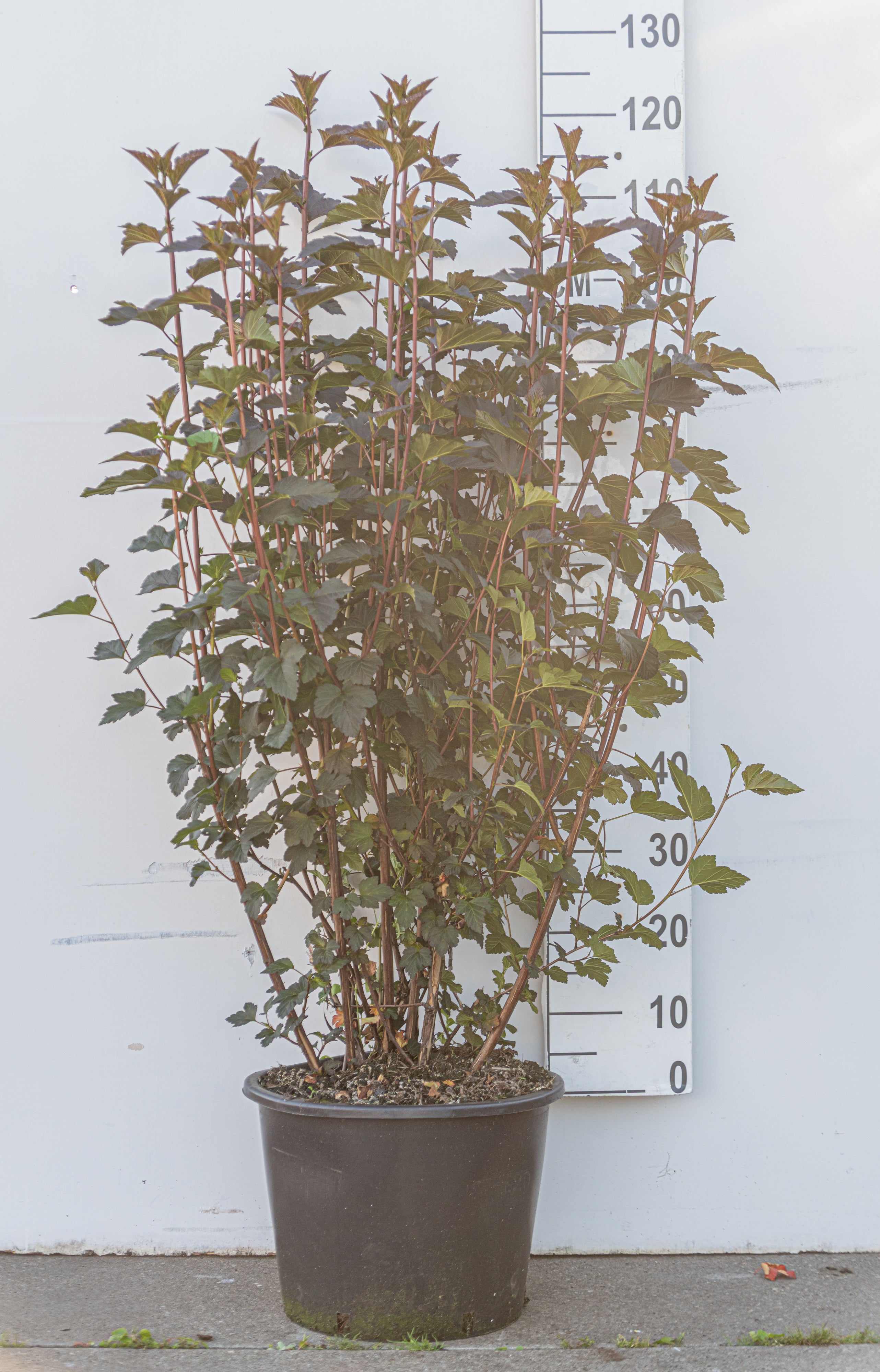 Blaasspirea in pot- Physocarpus opulifolius 'Diabolo'