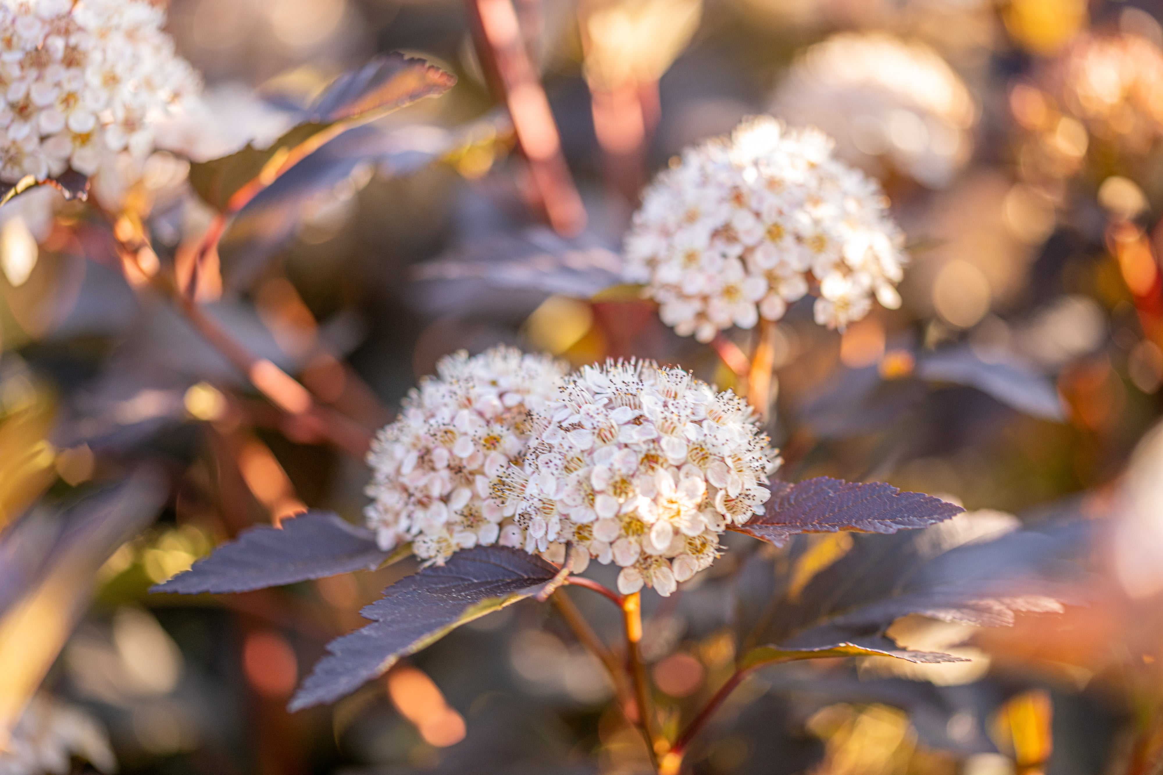 Blaasspirea in pot- Physocarpus opulifolius 'Diabolo'