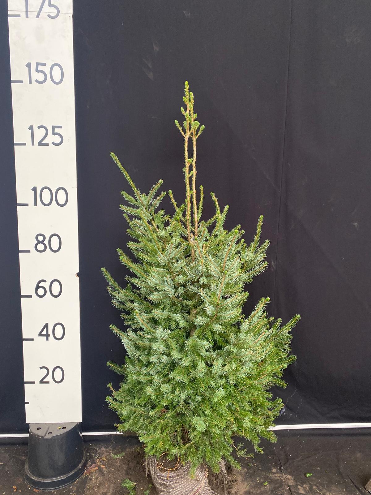 Servische spar met kluit- Picea omorika