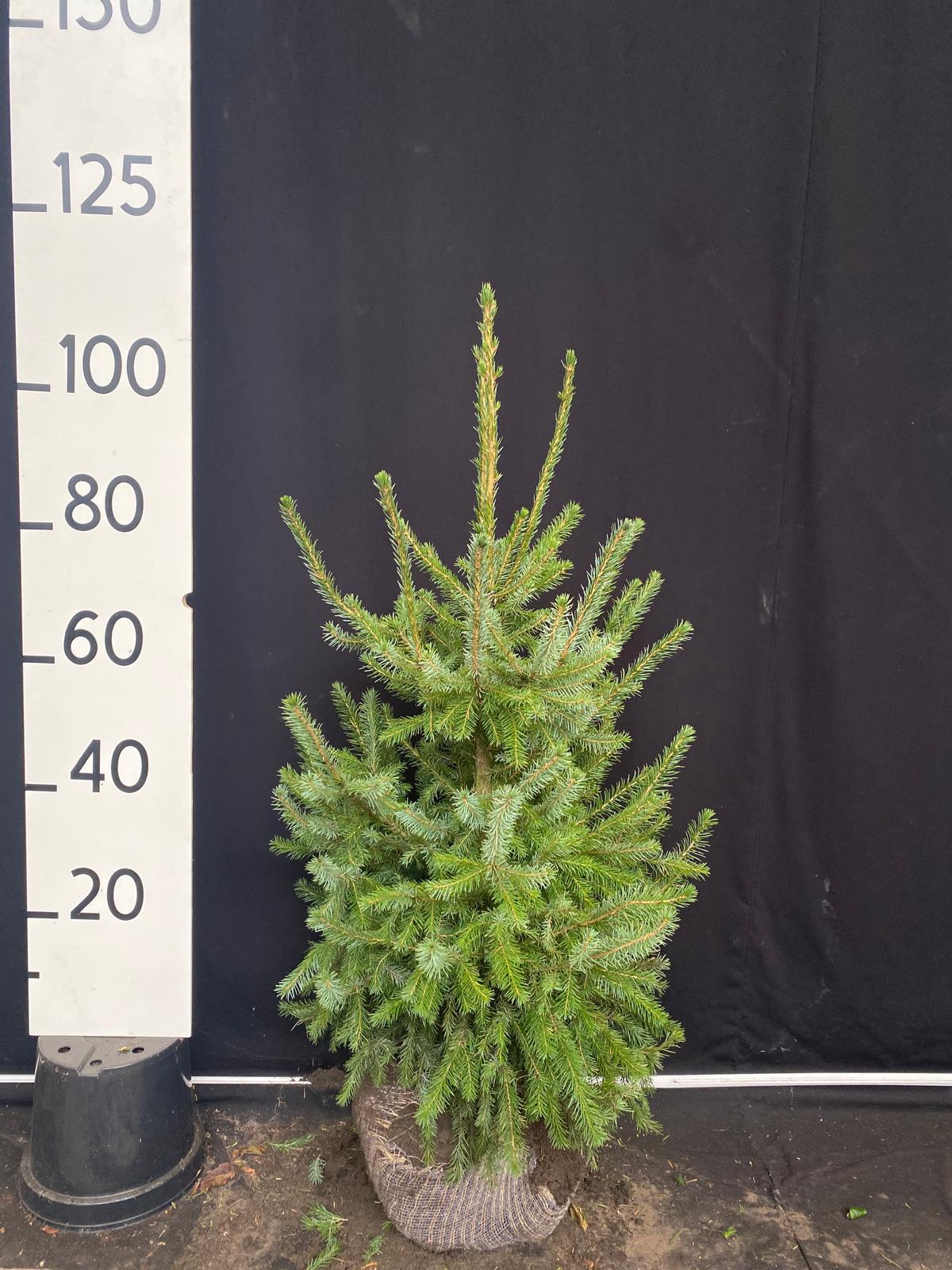 Servische spar met kluit- Picea omorika