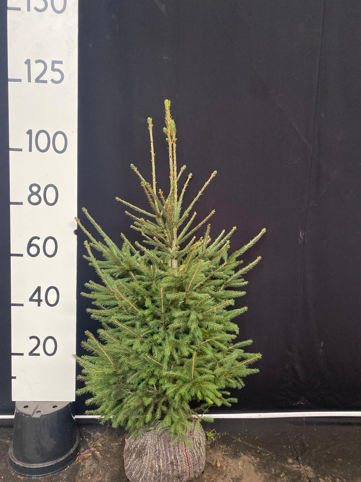 Gewone spar met kluit- Picea abies