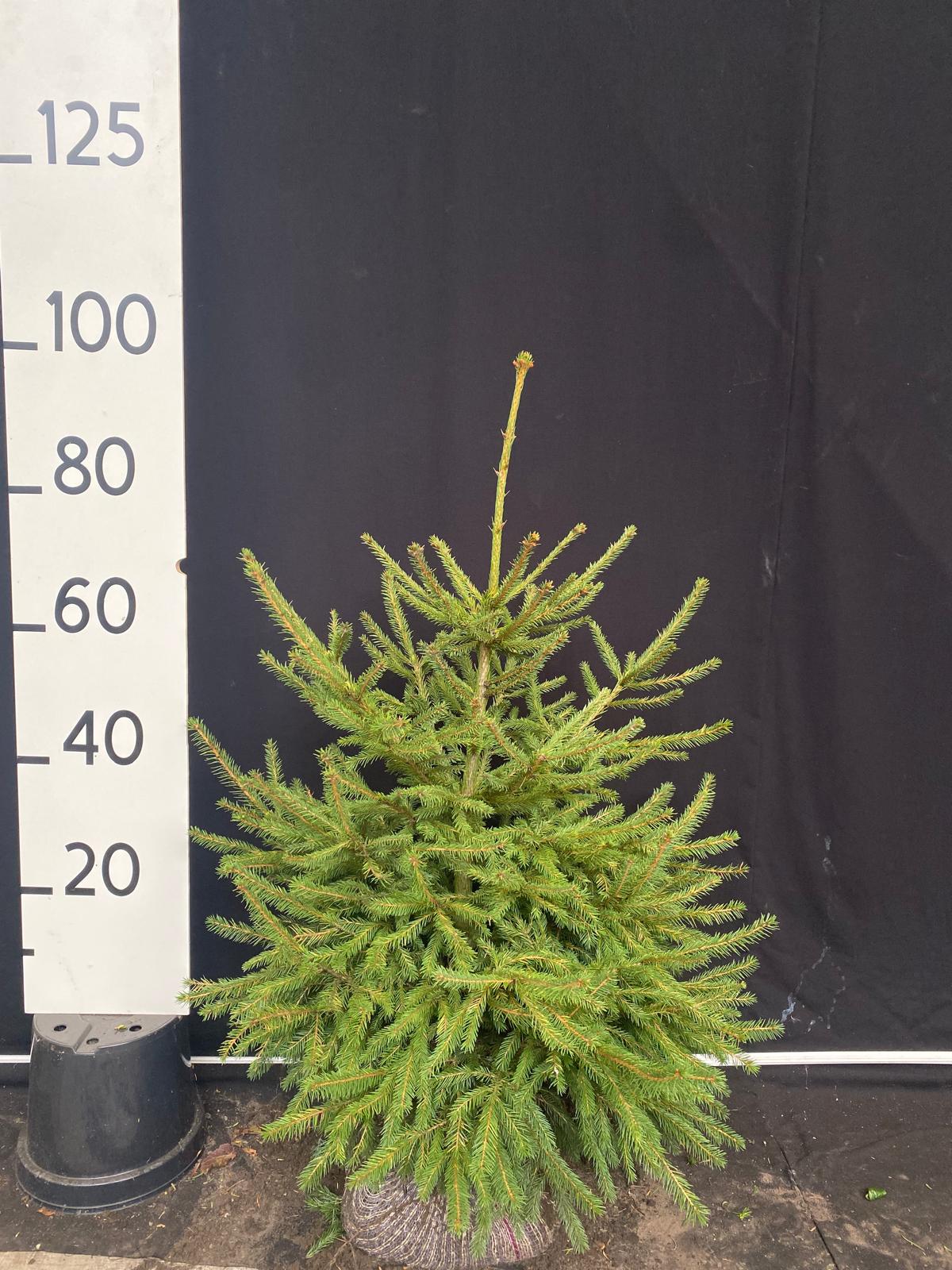 Gewone spar met kluit- Picea abies