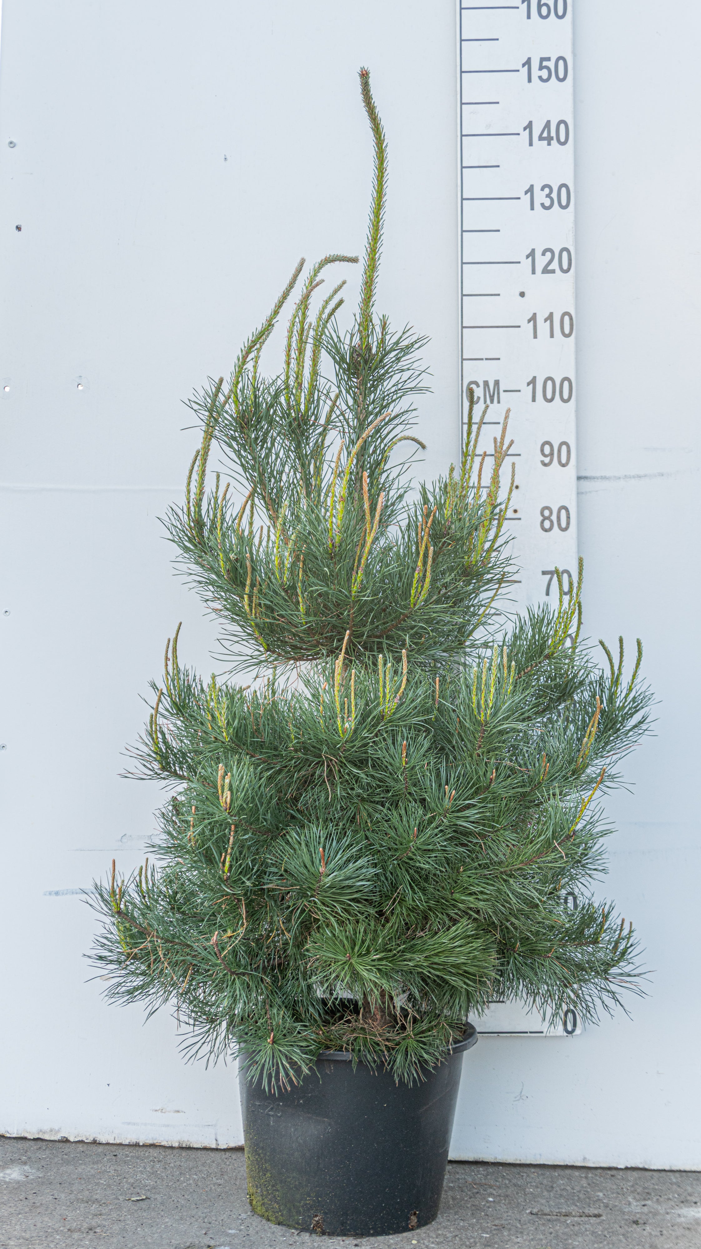 Grove den- Pinus sylvestris
