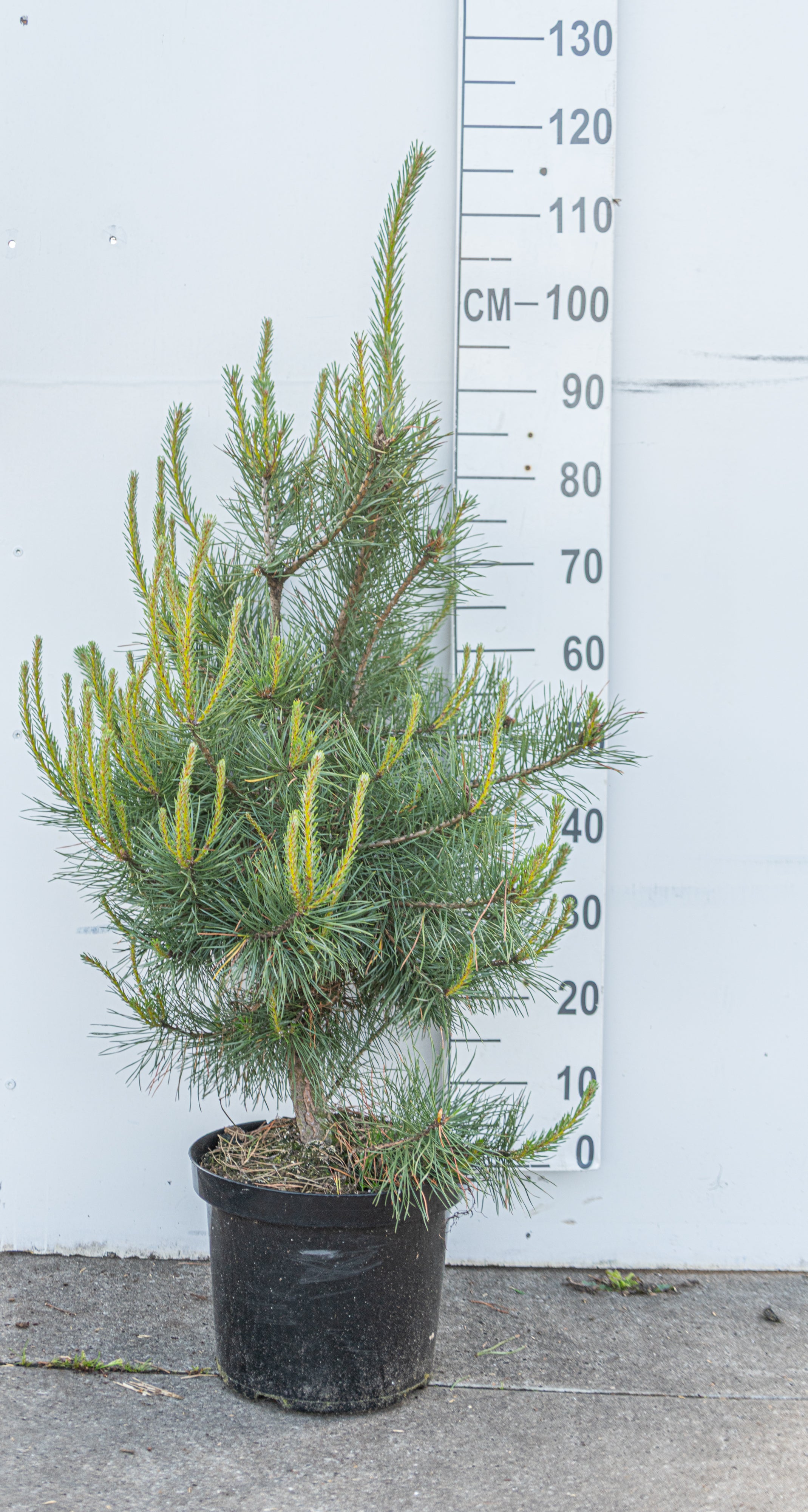 Grove den- Pinus sylvestris