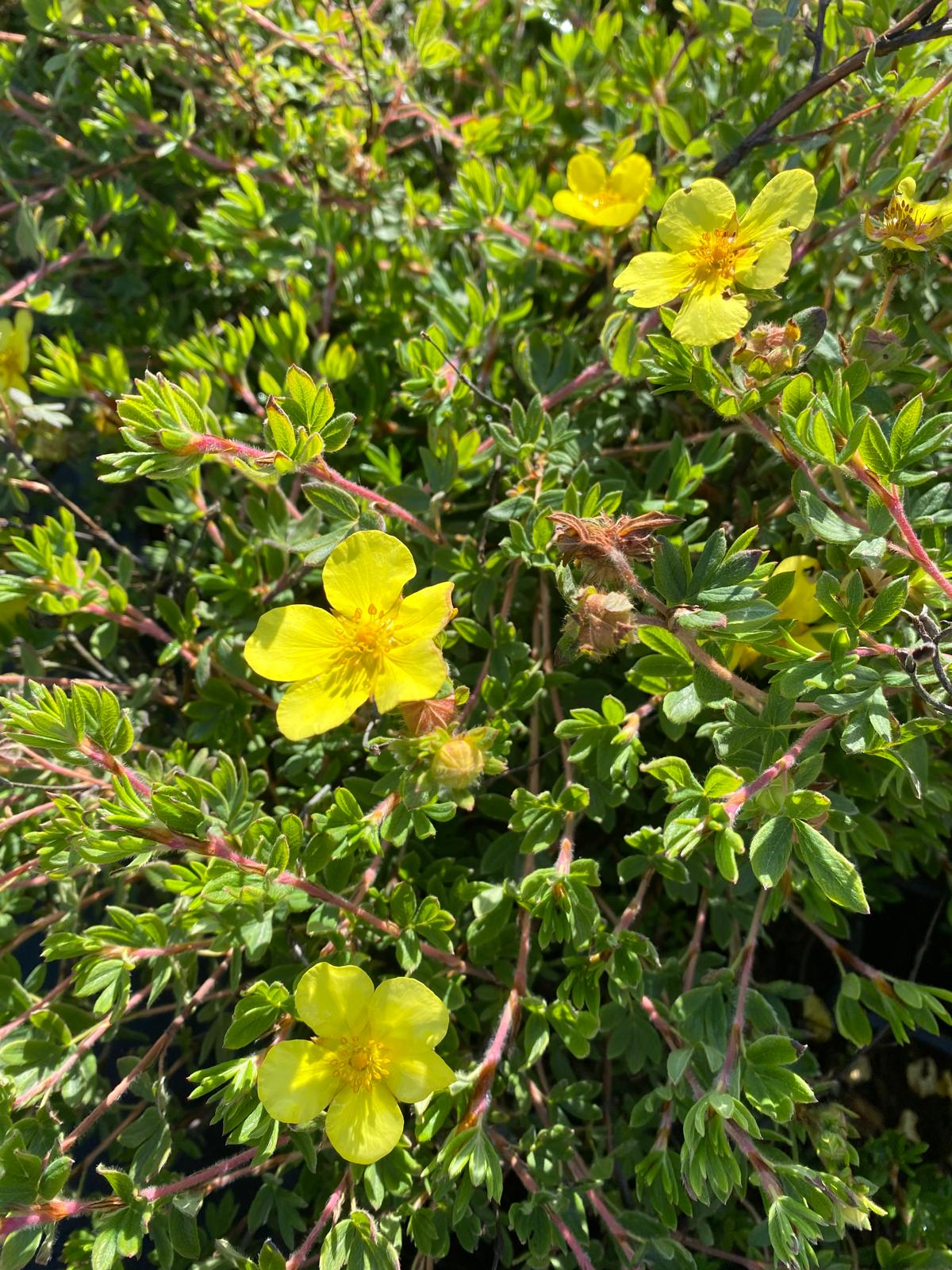 Ganzerik- Potentilla fruticosa 'Elizabeth'