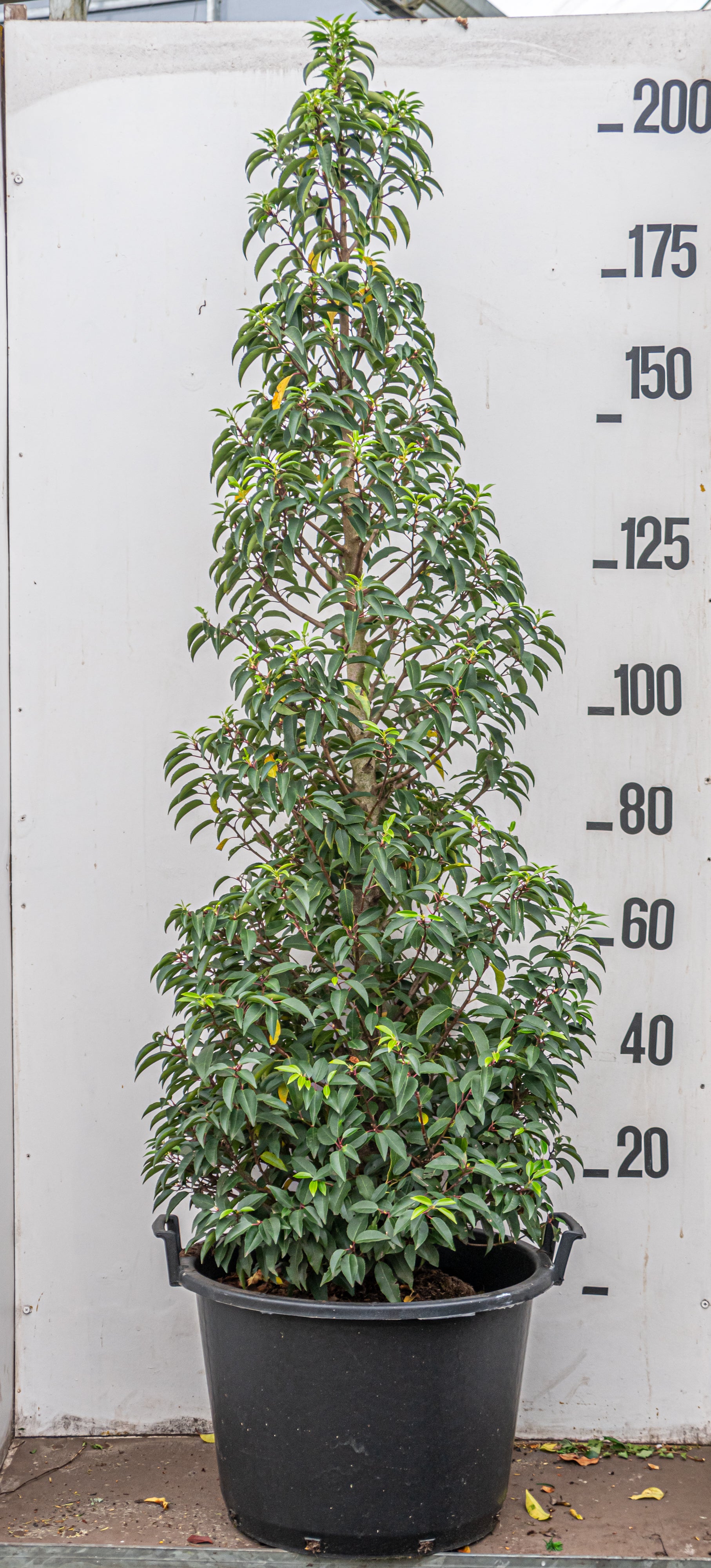 Portugese laurier- Prunus lusitanica 'Angustifolia'