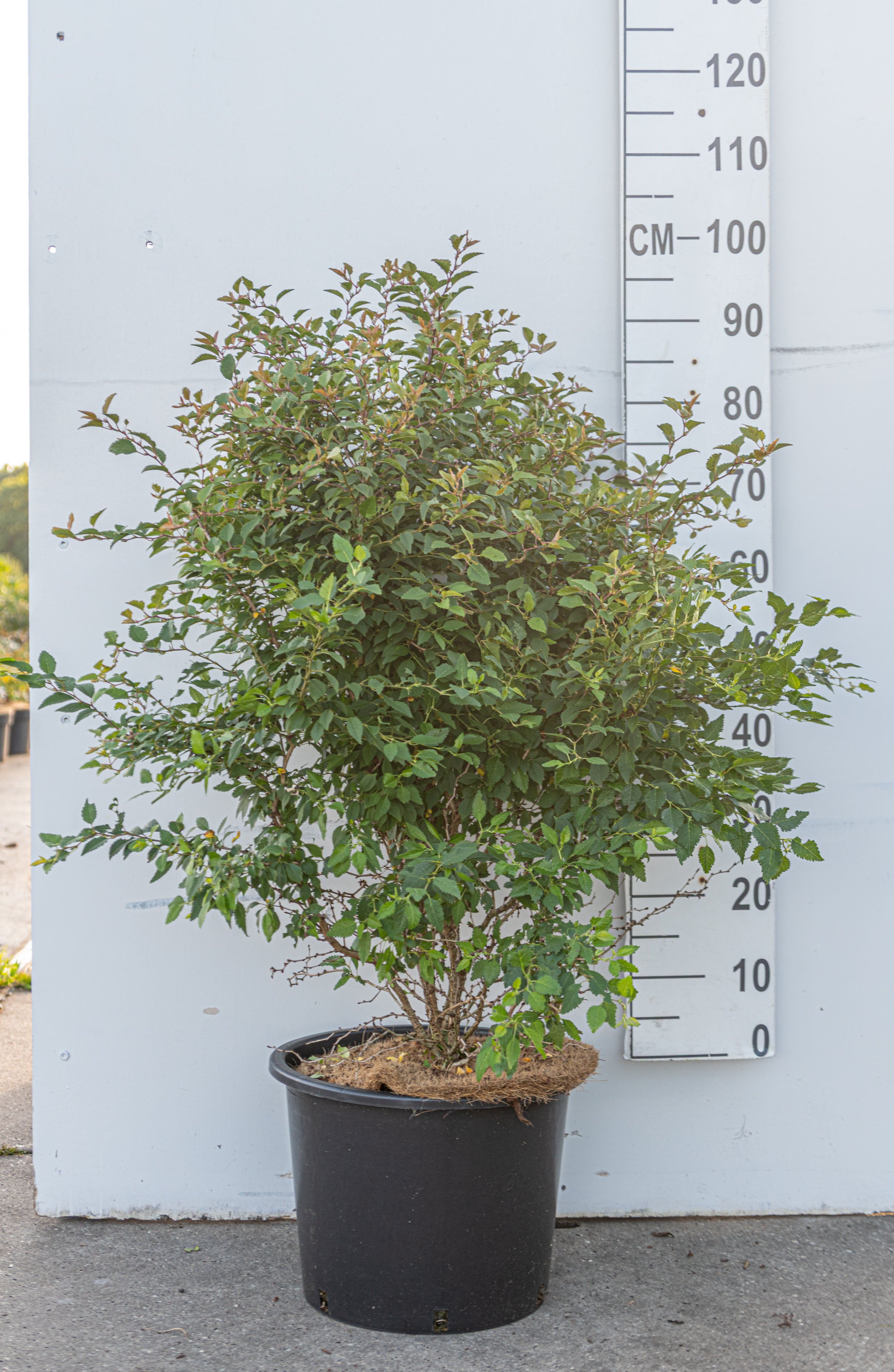 Japanse sierkers- Prunus incisa 'Kojou-no-mai'
