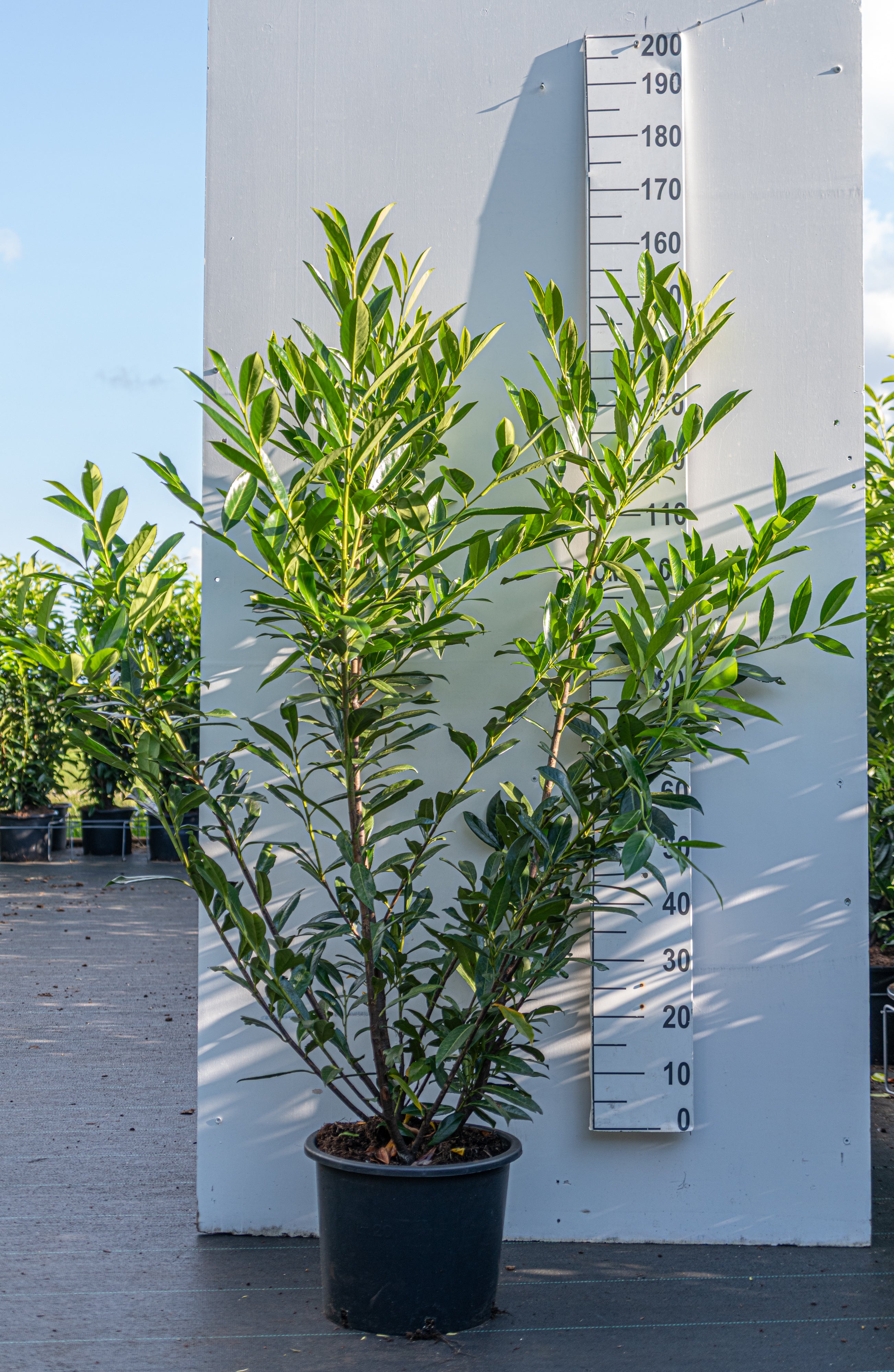 Laurier- Prunus laurocerasus 'Caucasica'