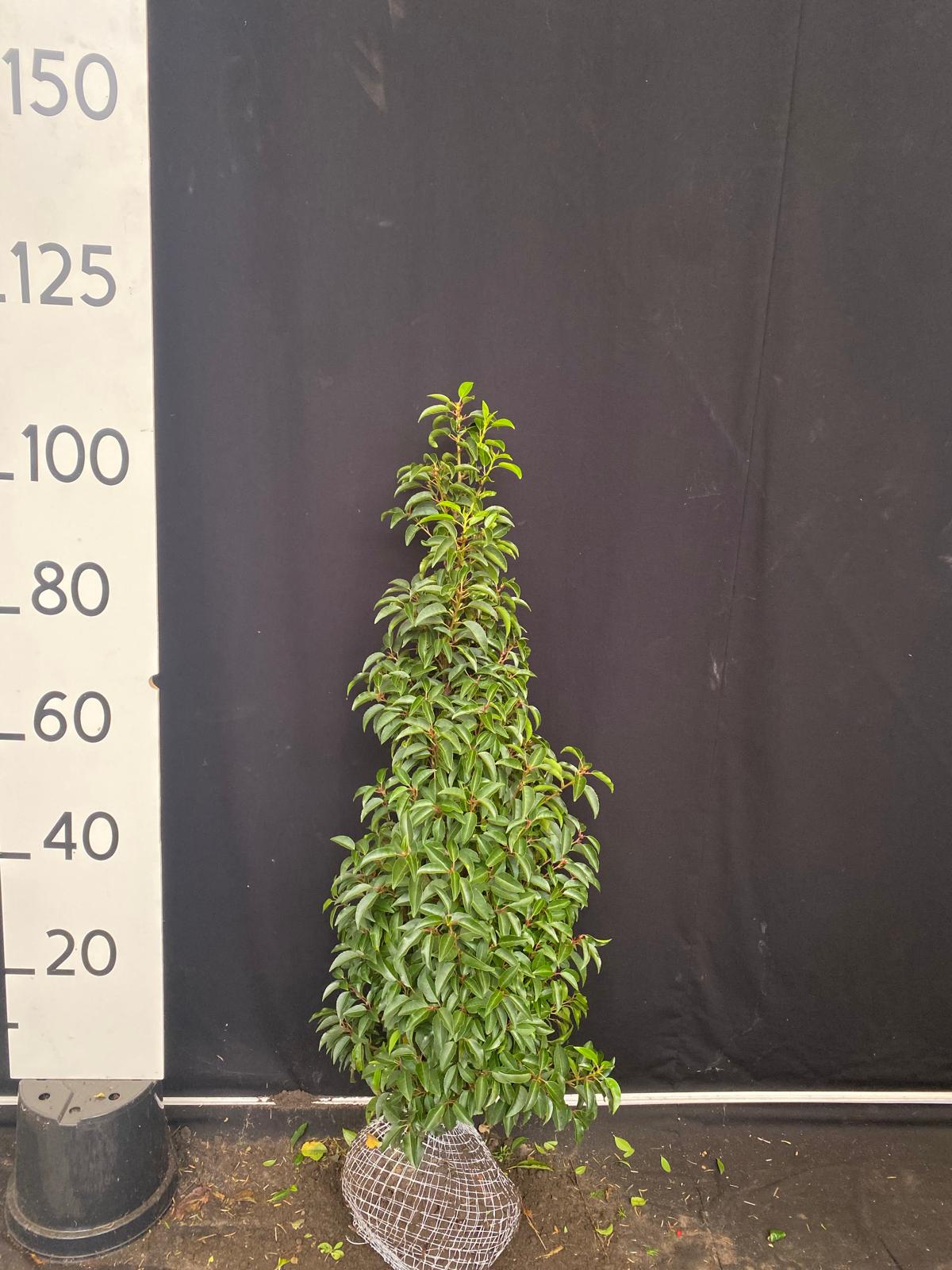 Portugese laurier met kluit- Prunus lusitanica 'Angustifolia'