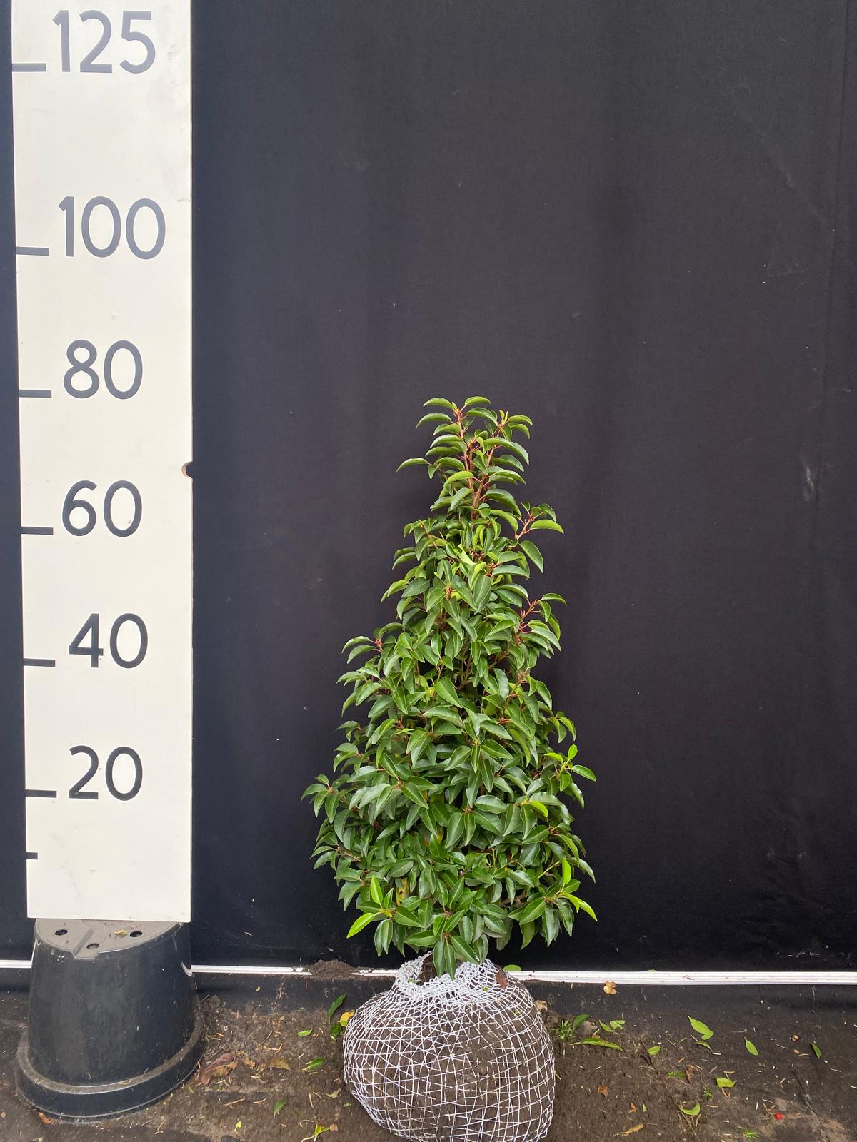 Portugese laurier met kluit- Prunus lusitanica 'Angustifolia'