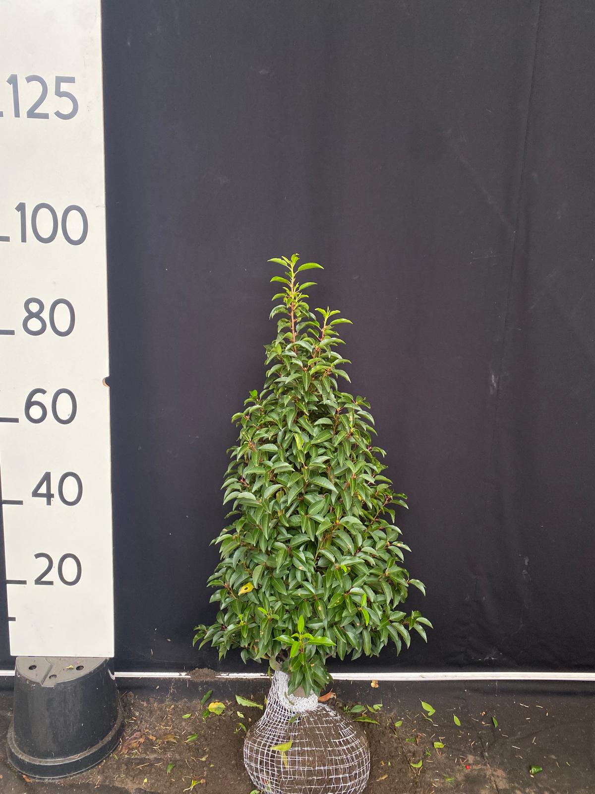 Portugese laurier met kluit- Prunus lusitanica 'Angustifolia'