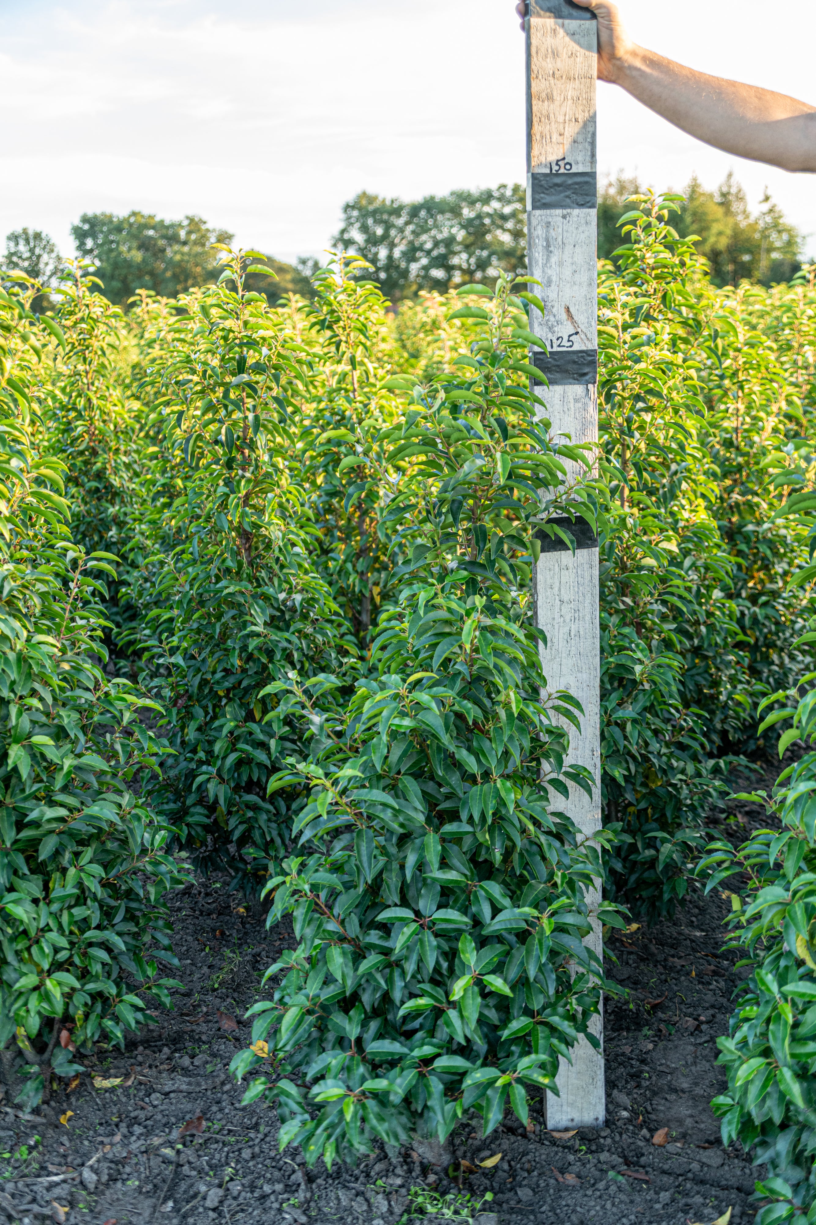 Portugese laurier met kluit- Prunus lusitanica 'Angustifolia'