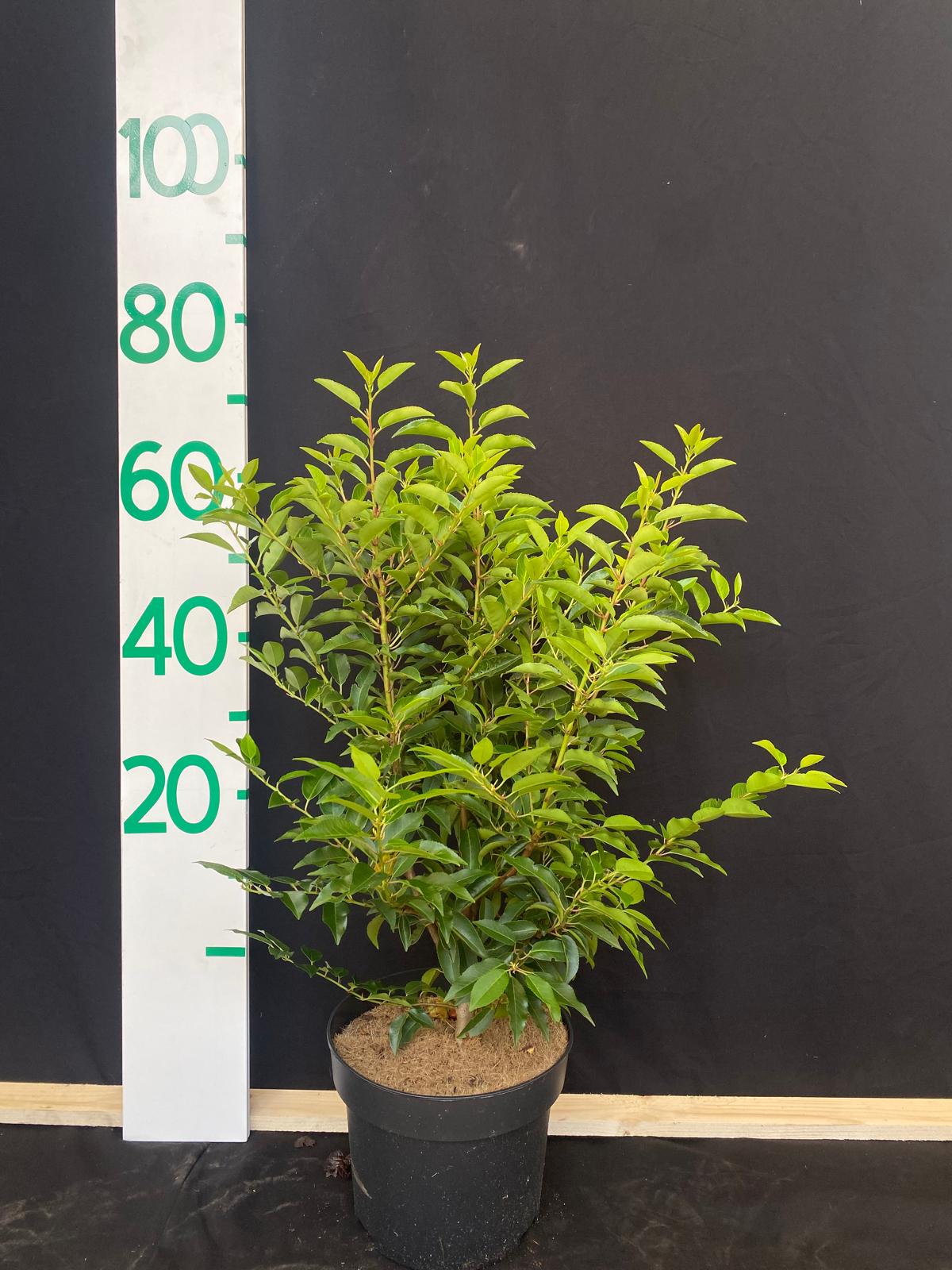 Portugese laurier in pot- Prunus lusitanica 'Angustifolia'