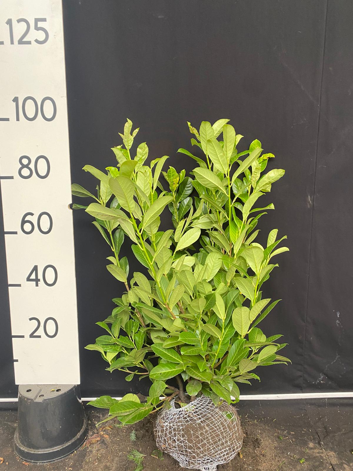 Laurier met kluit- Prunus laurocerasus 'Rotundifolia'