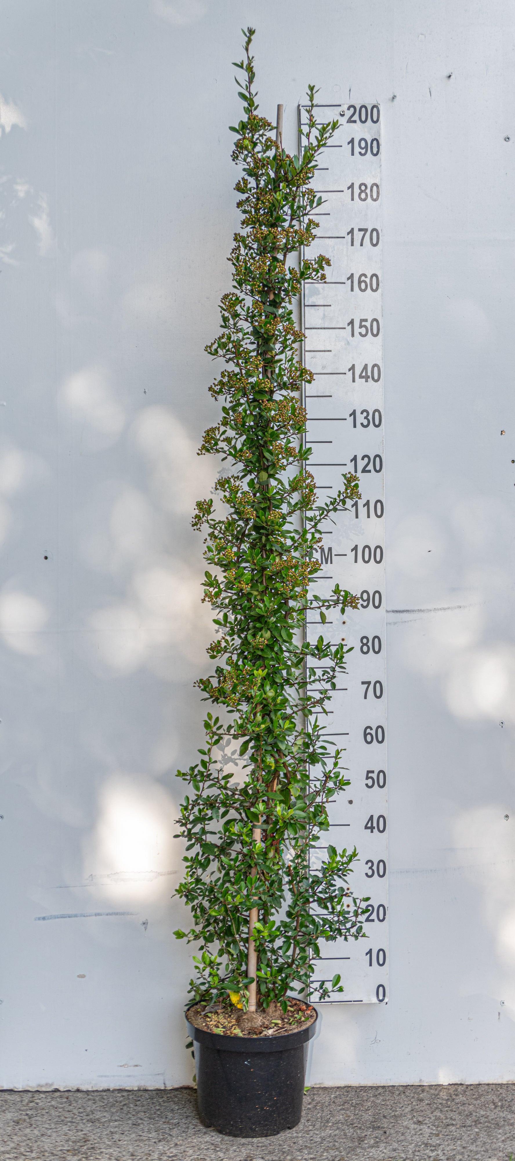 Vuurdoorn- Pyracantha coccinea 'Red Column'