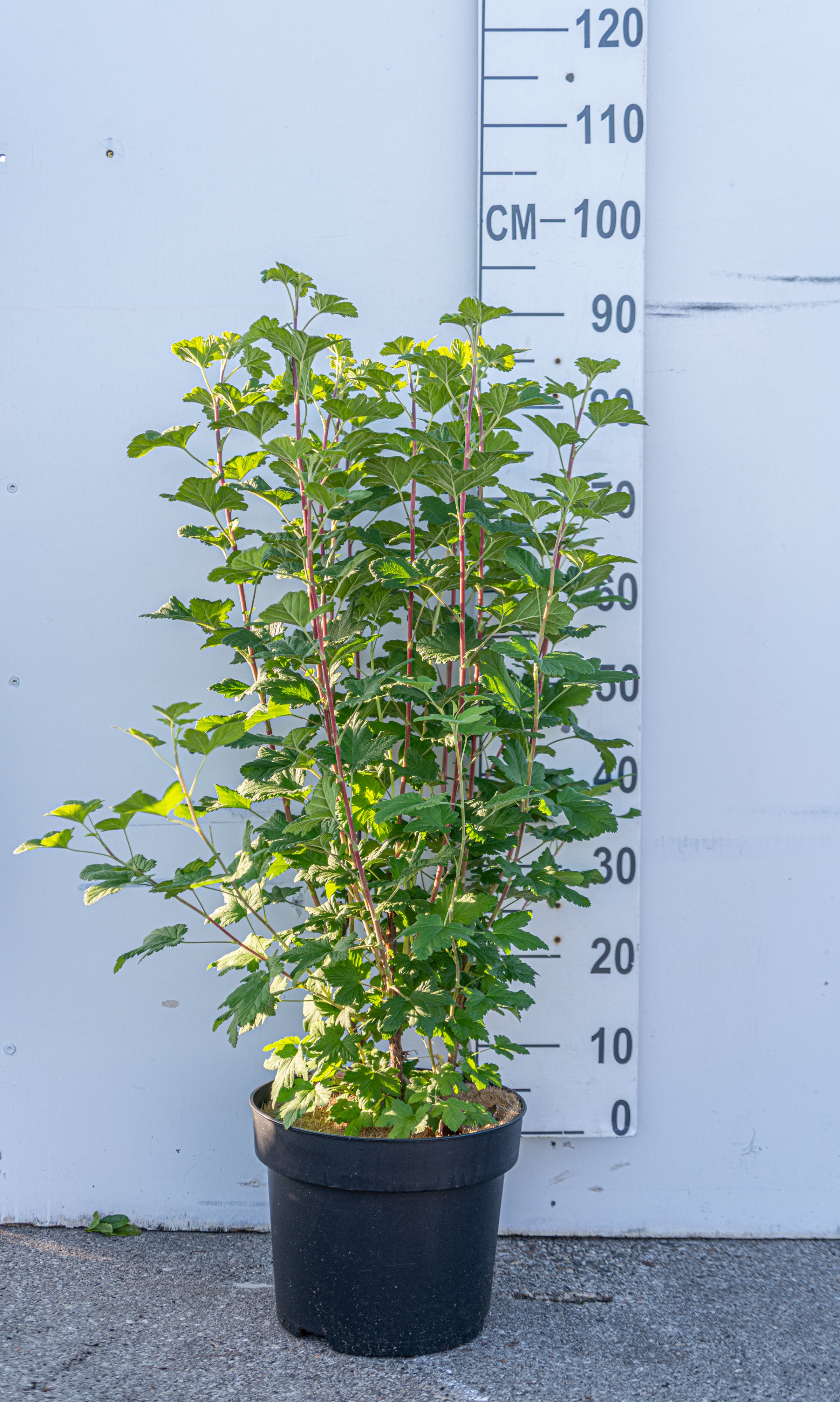 Siertrosbes- Ribes sanguineum 'King Edward VII'