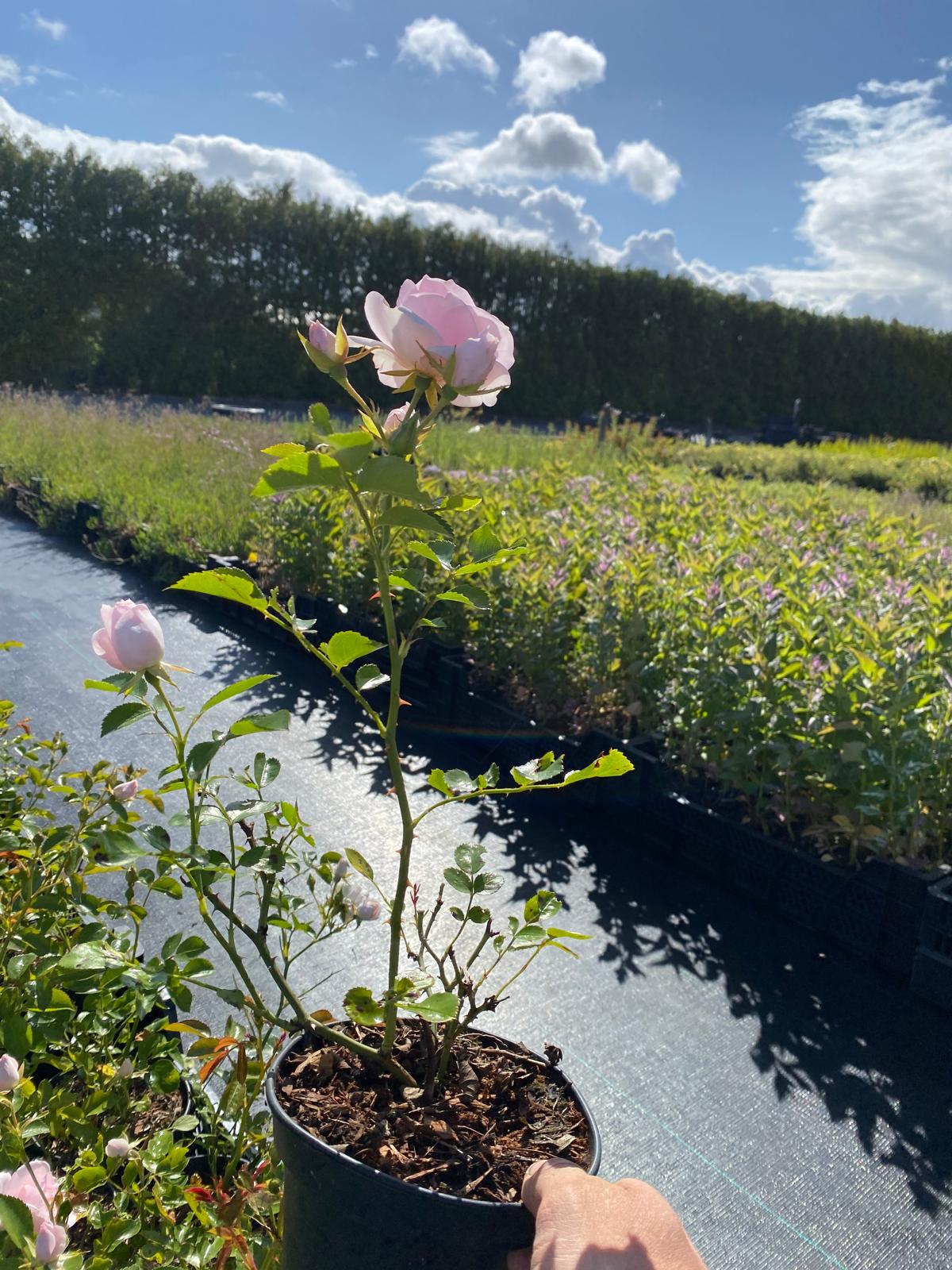Roos- Rosa (H) 'Aspirin Rose'