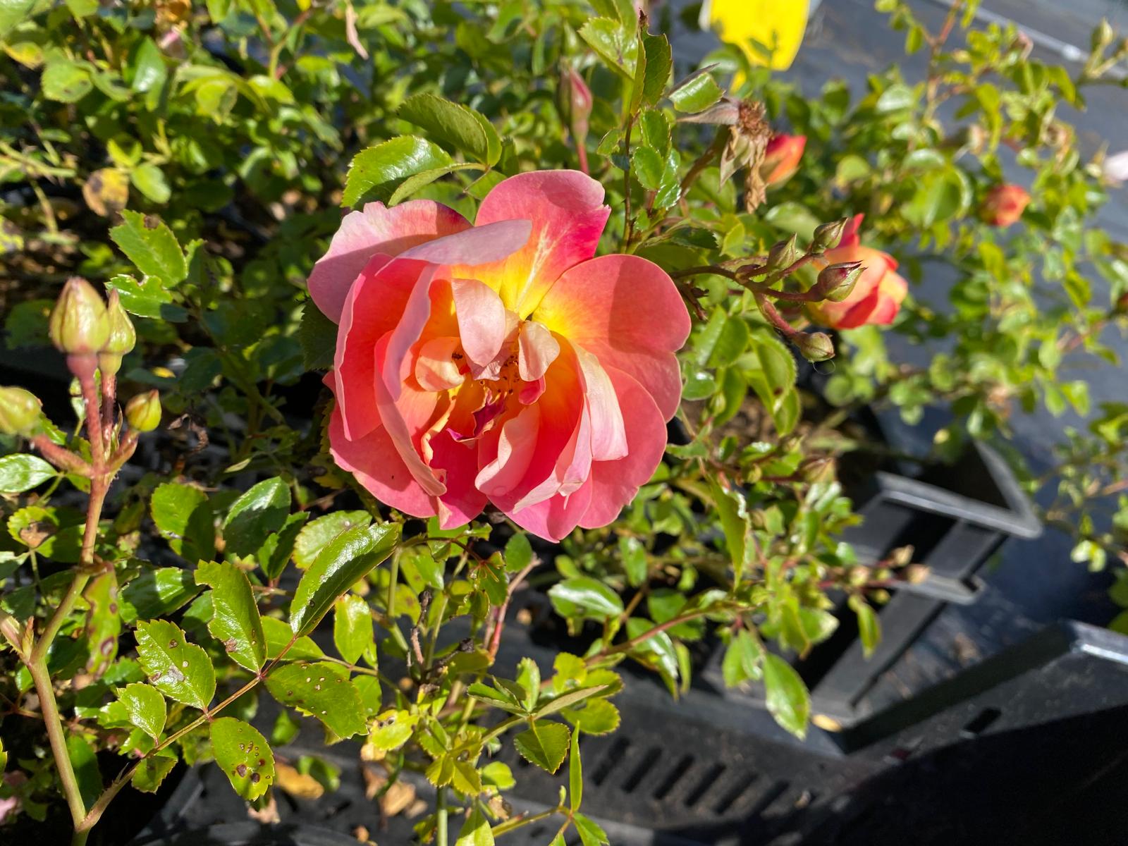Roos- Rosa (P) Bijenweelde® Mango