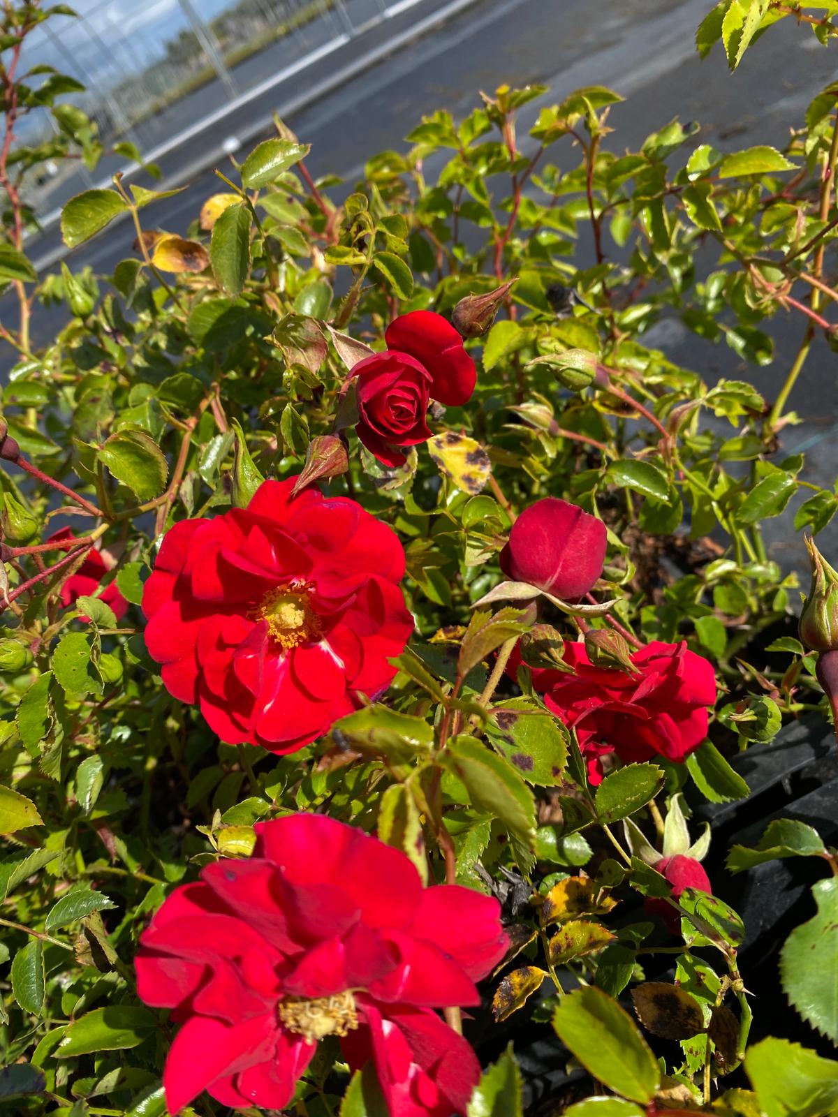 Roos- Rosa (H) 'Salsa'