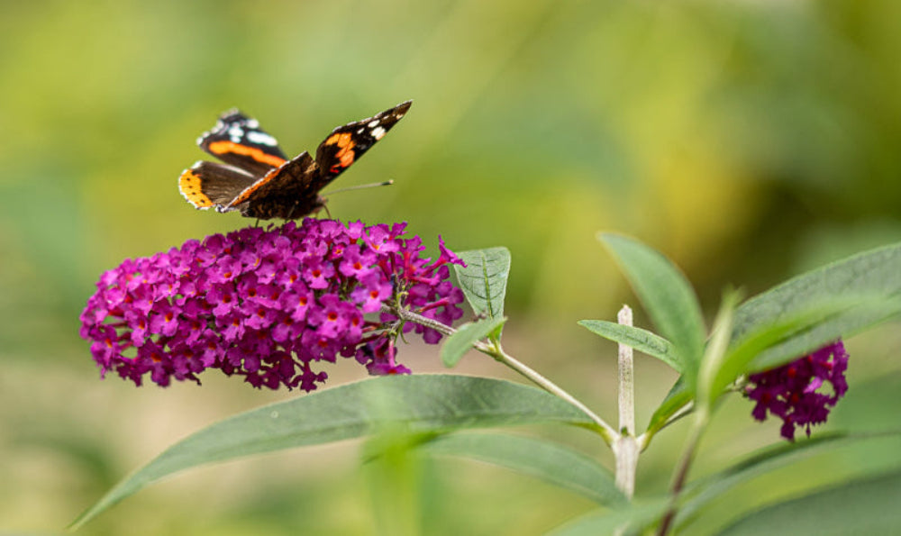 Vlinderstruik- Buddleja davidii 'Royal Red'