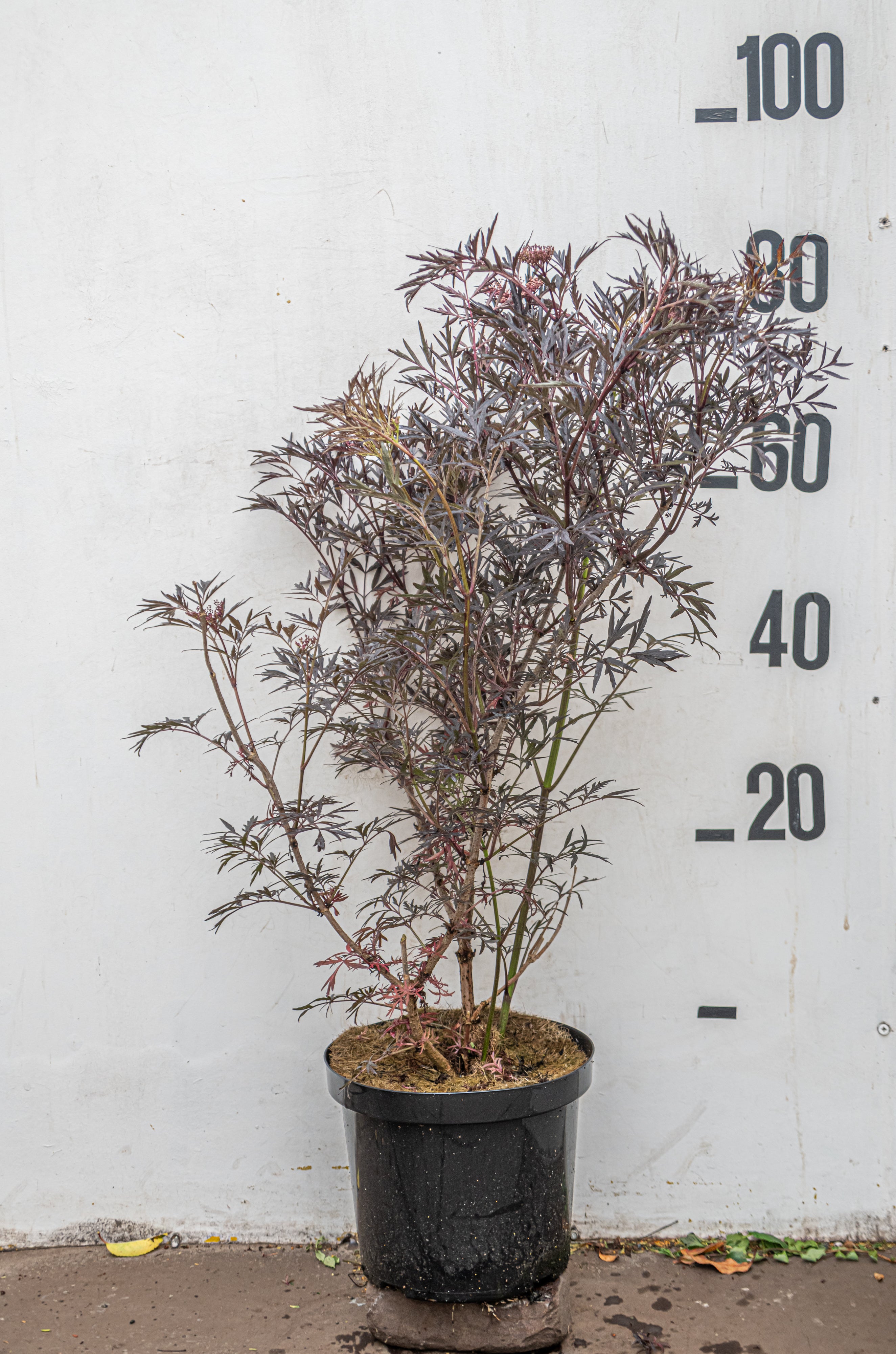 Zwarte vlier in pot- Sambucus nigra 'Black Lace'