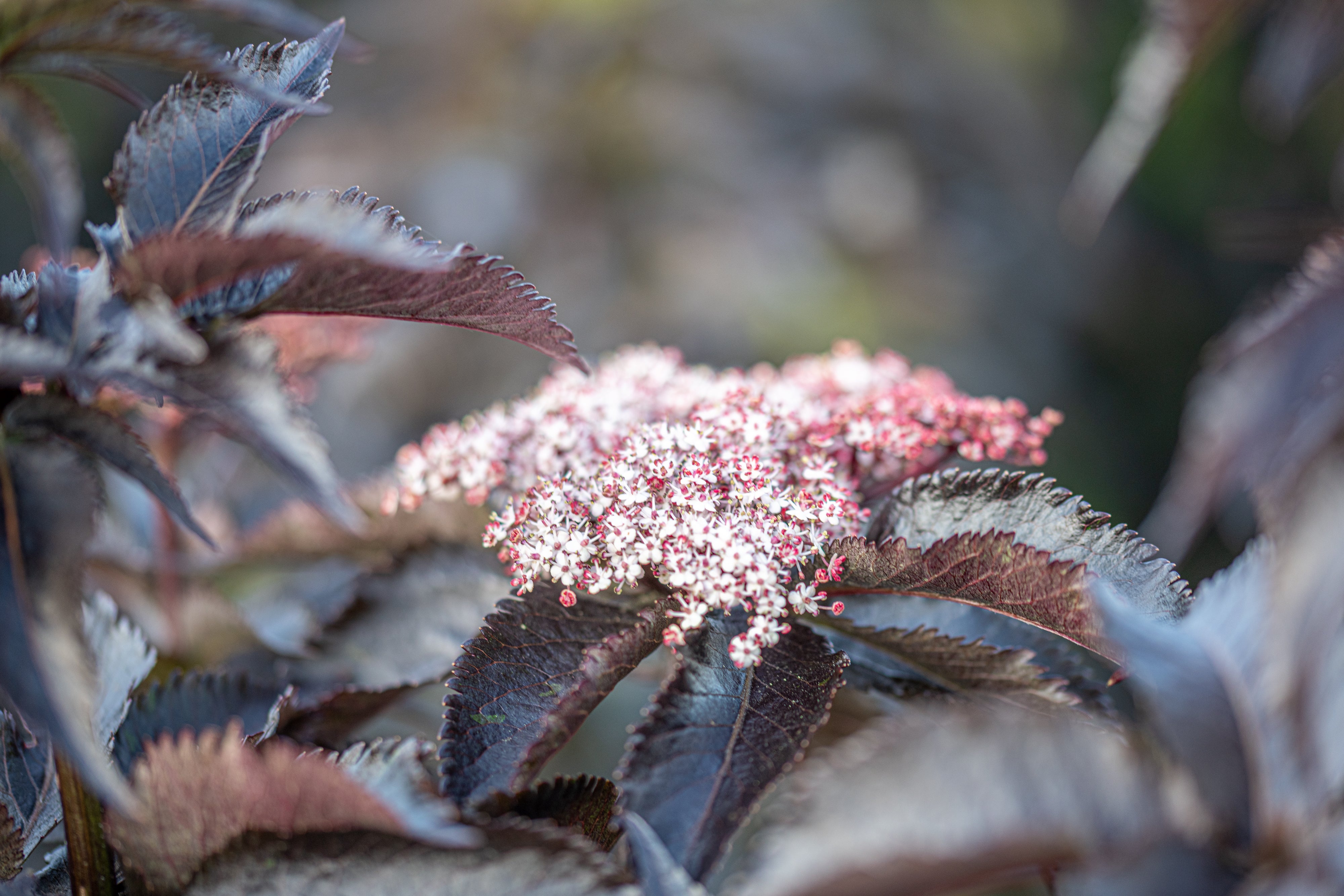 Zwarte vlier- Sambucus nigra 'Black Tower'