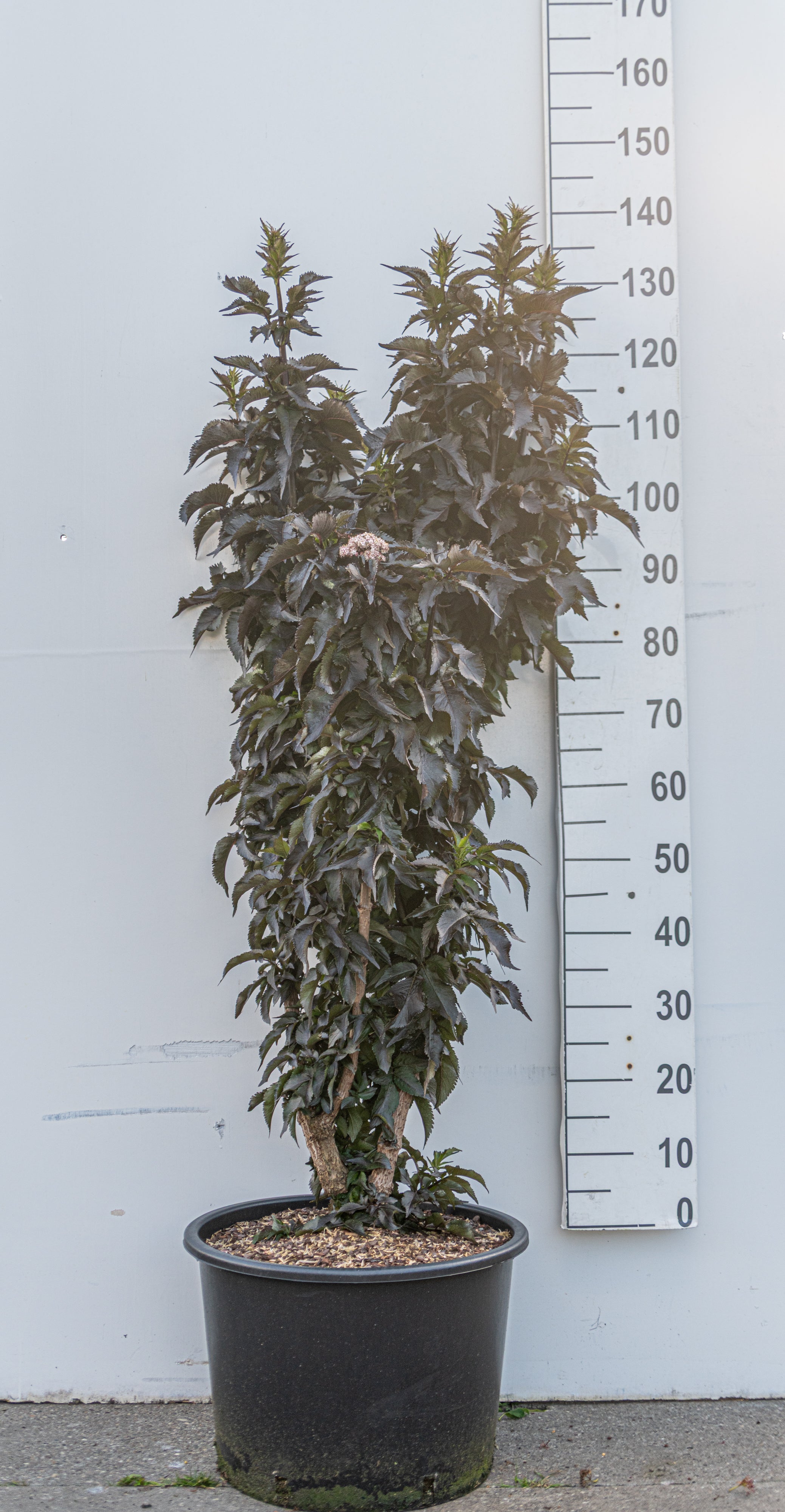 Zwarte vlier- Sambucus nigra 'Black Tower'