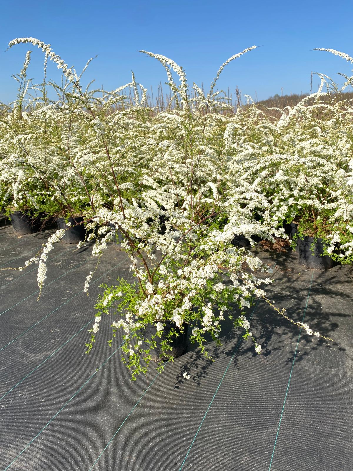 Spierstruik- Spiraea cinerea 'Grefsheim'