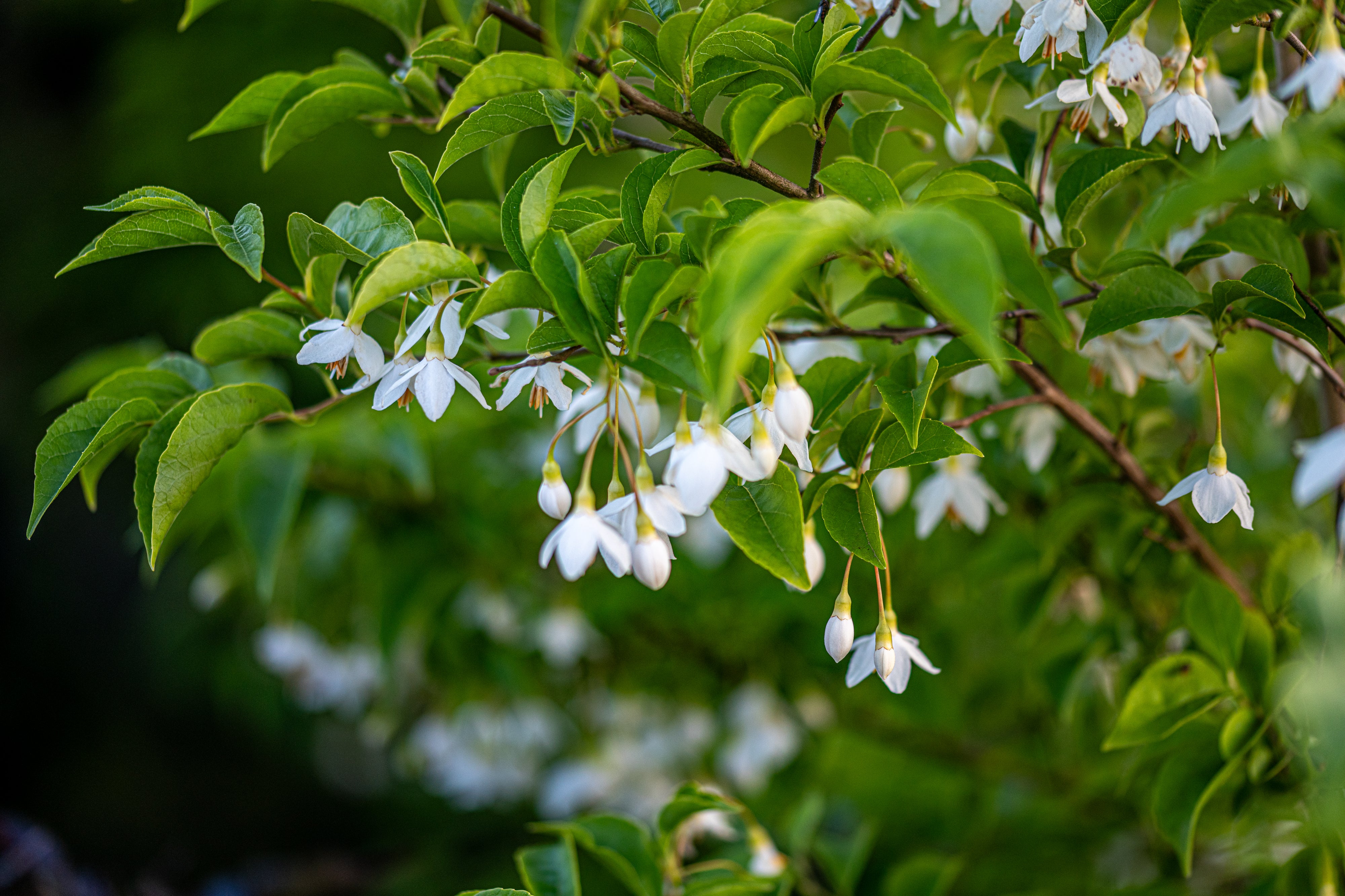 Japanse sneeuwboom- Styrax japonicus